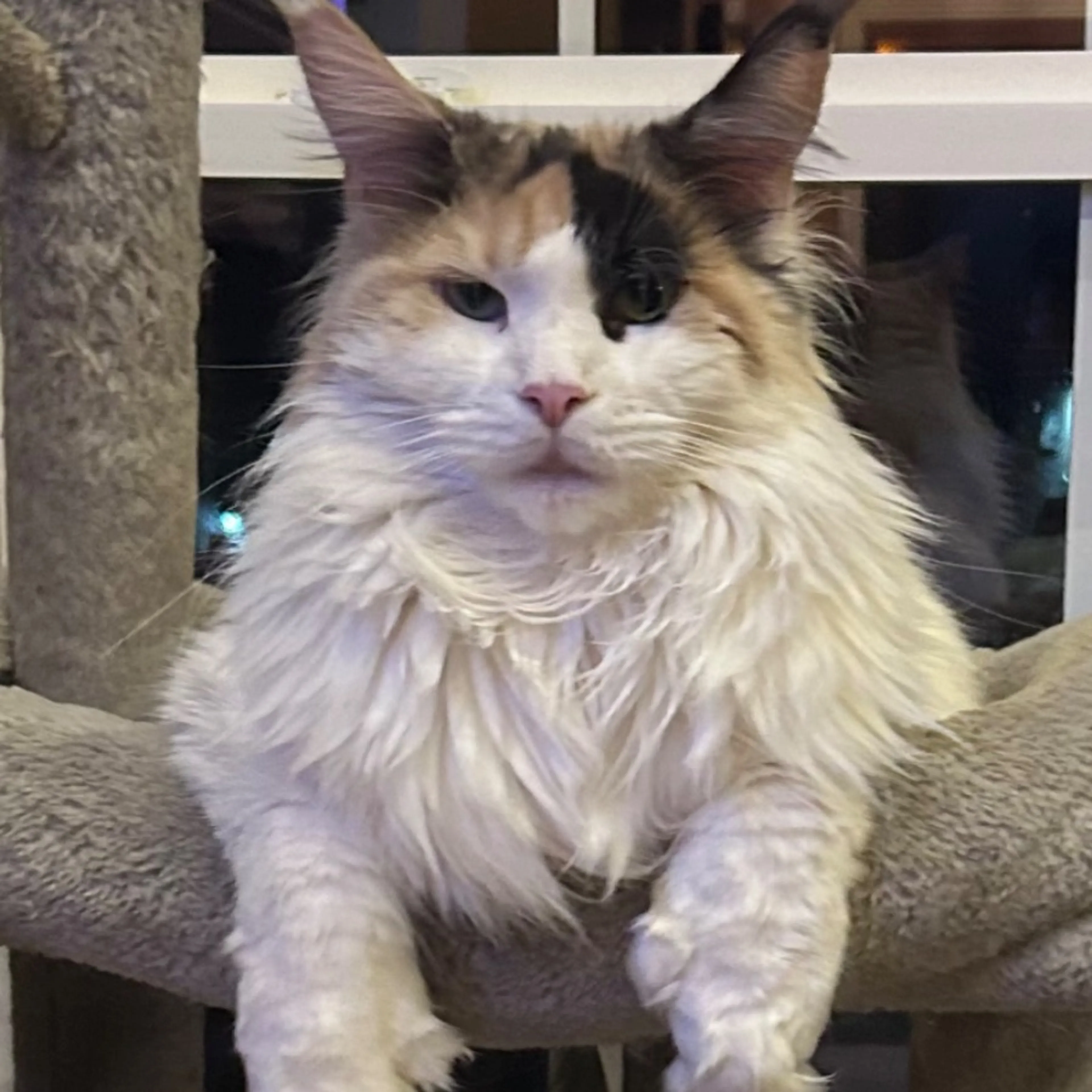 Lost pet-0