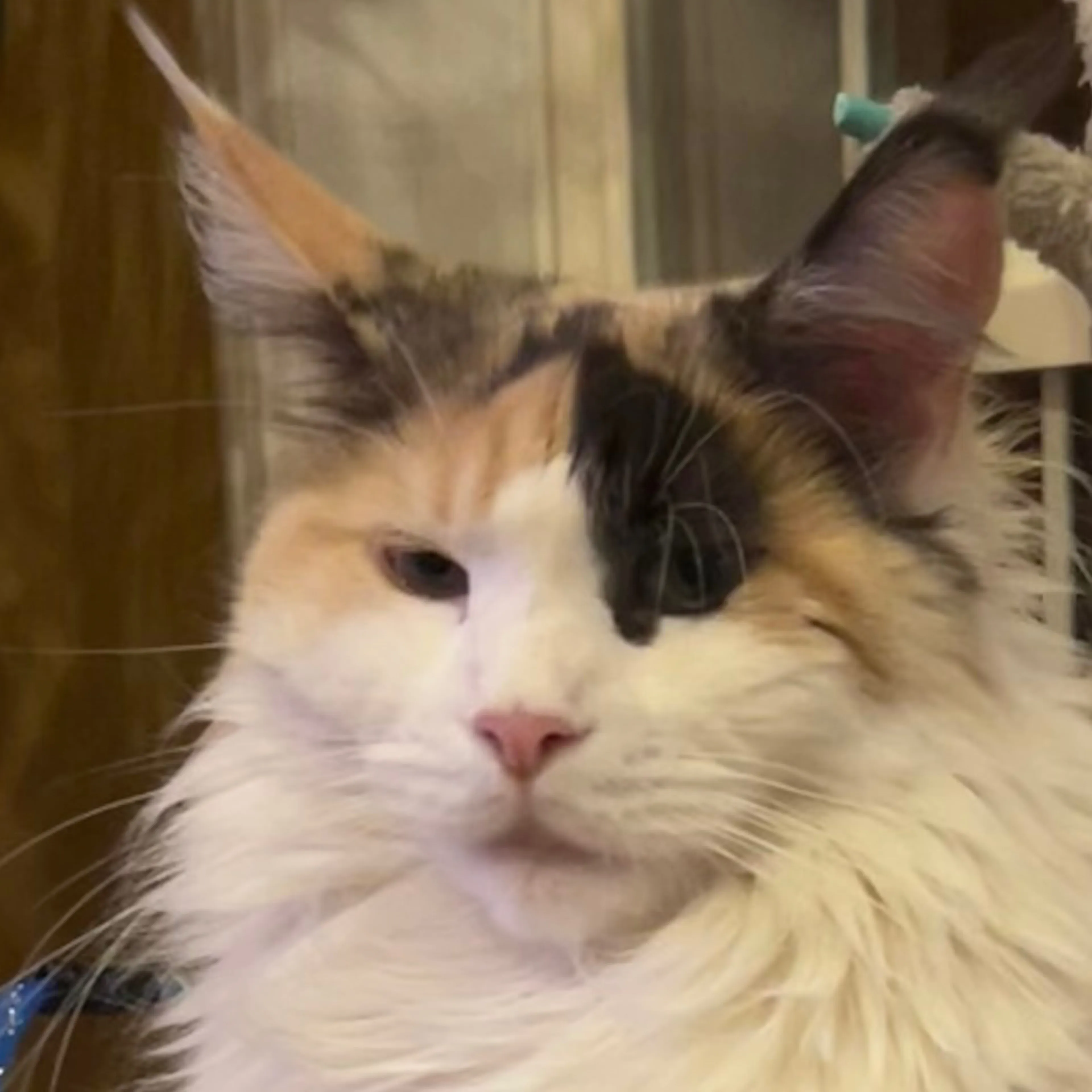 Lost pet-2