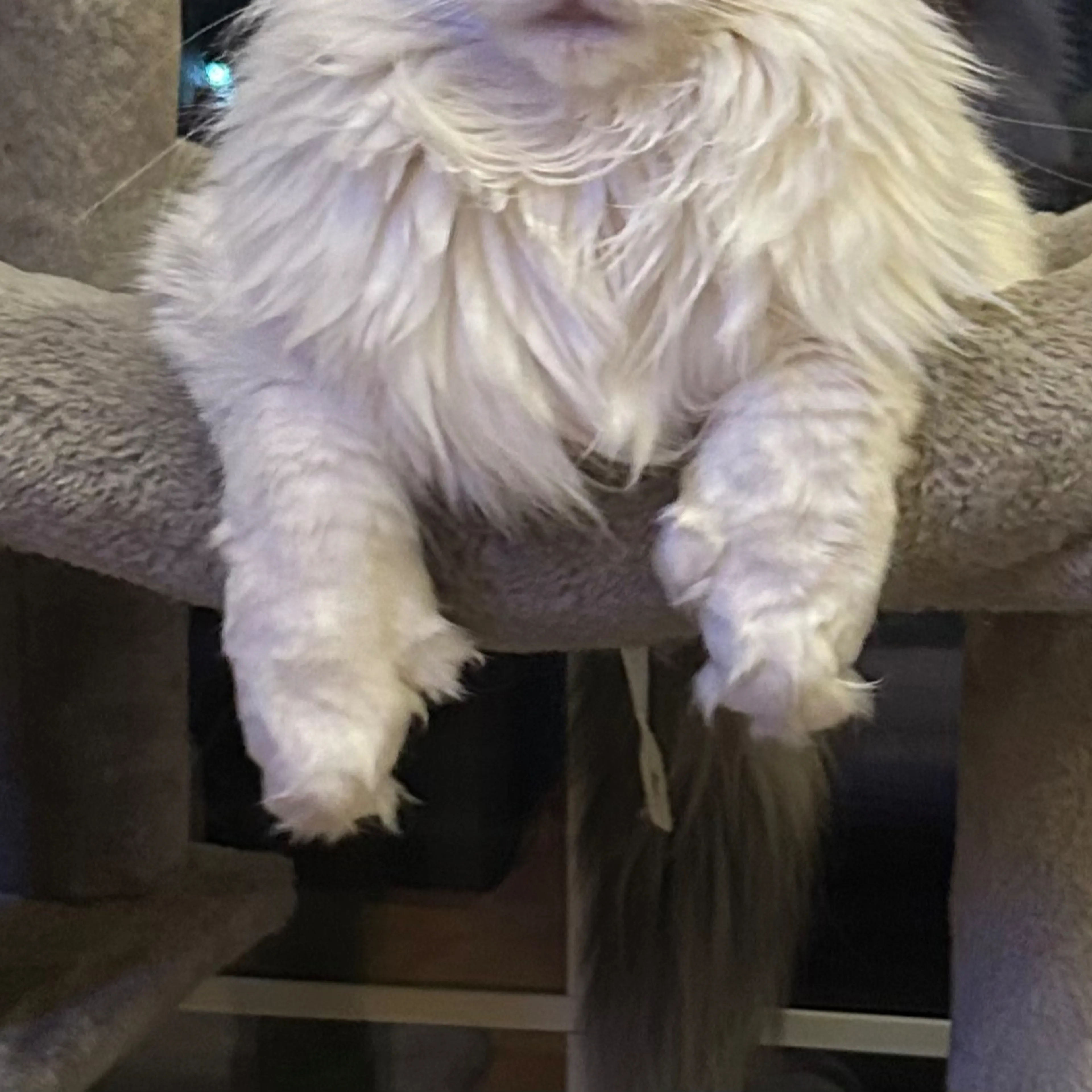 Lost pet-3