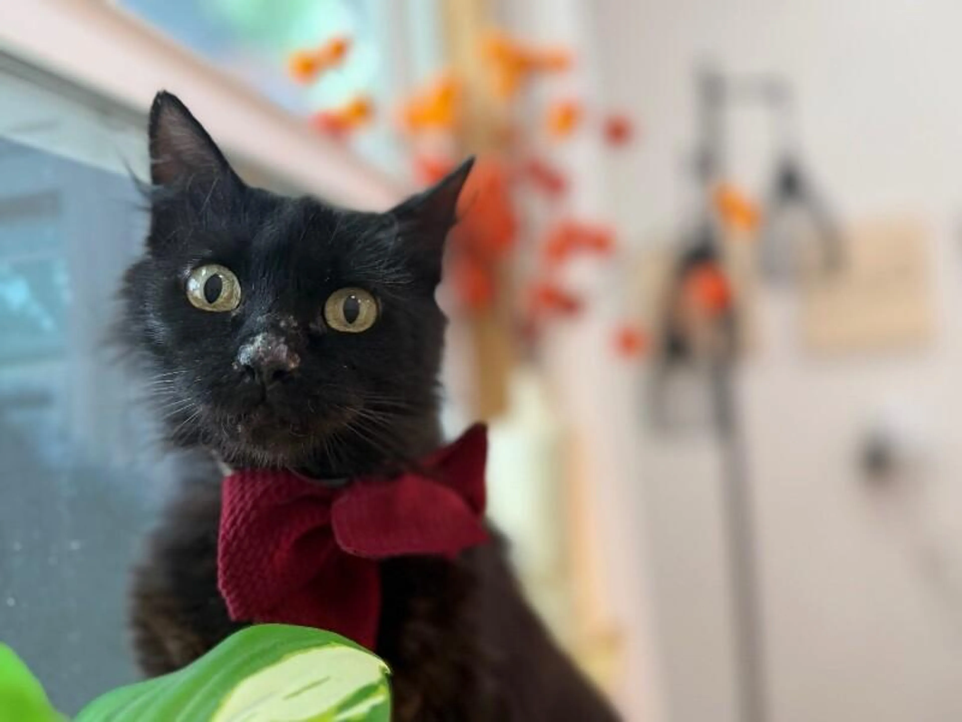 Found pet-1