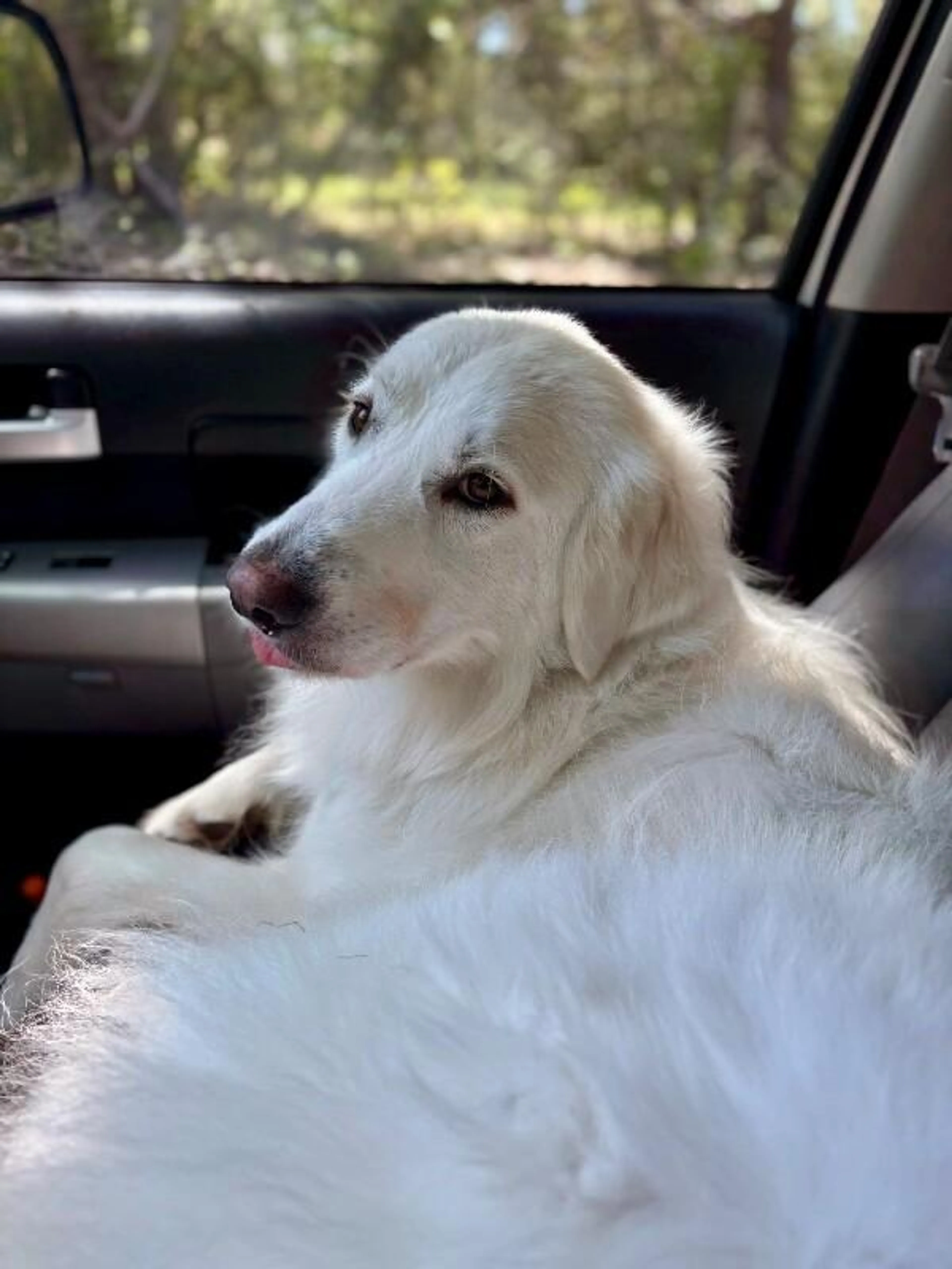 Found pet-1