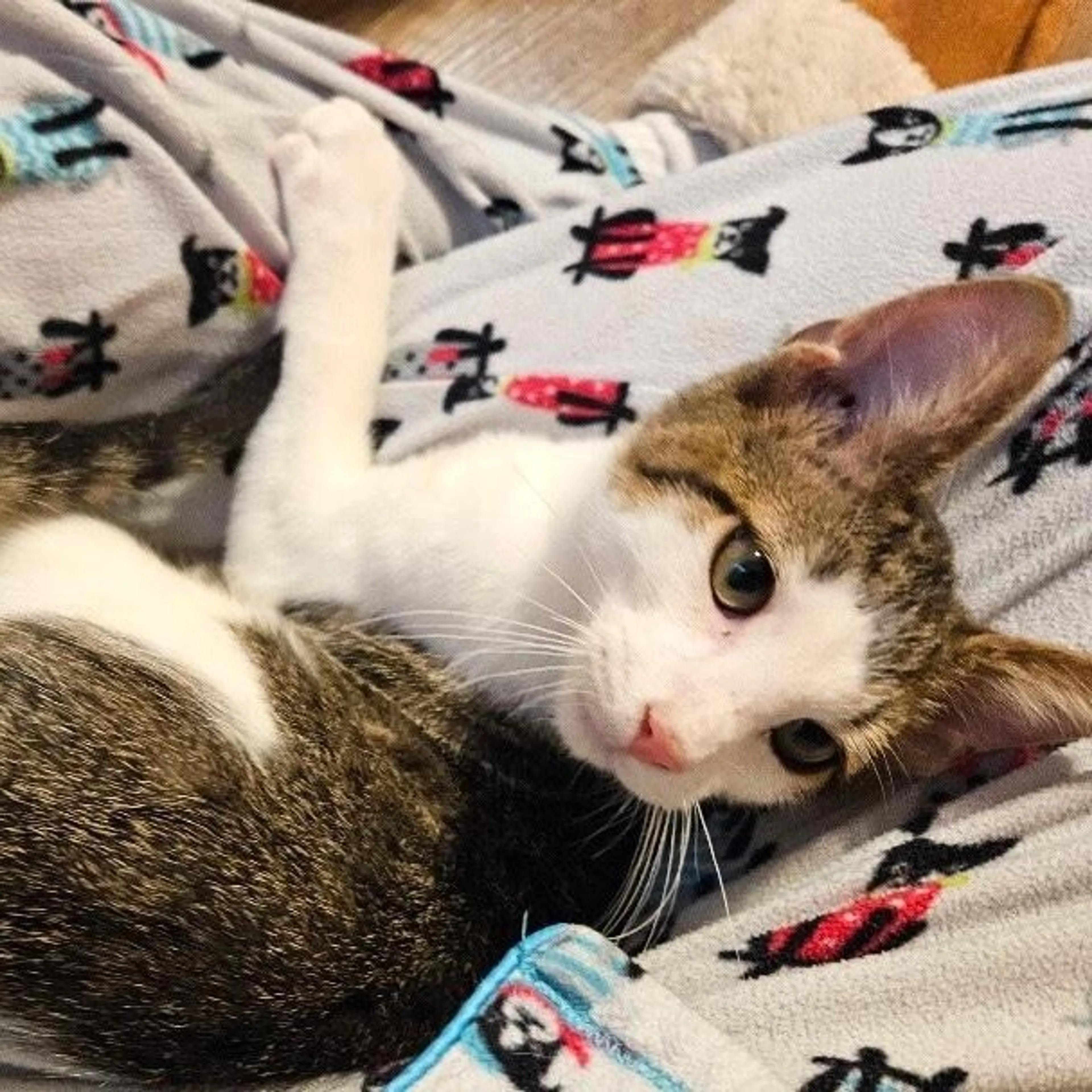 Found pet-1