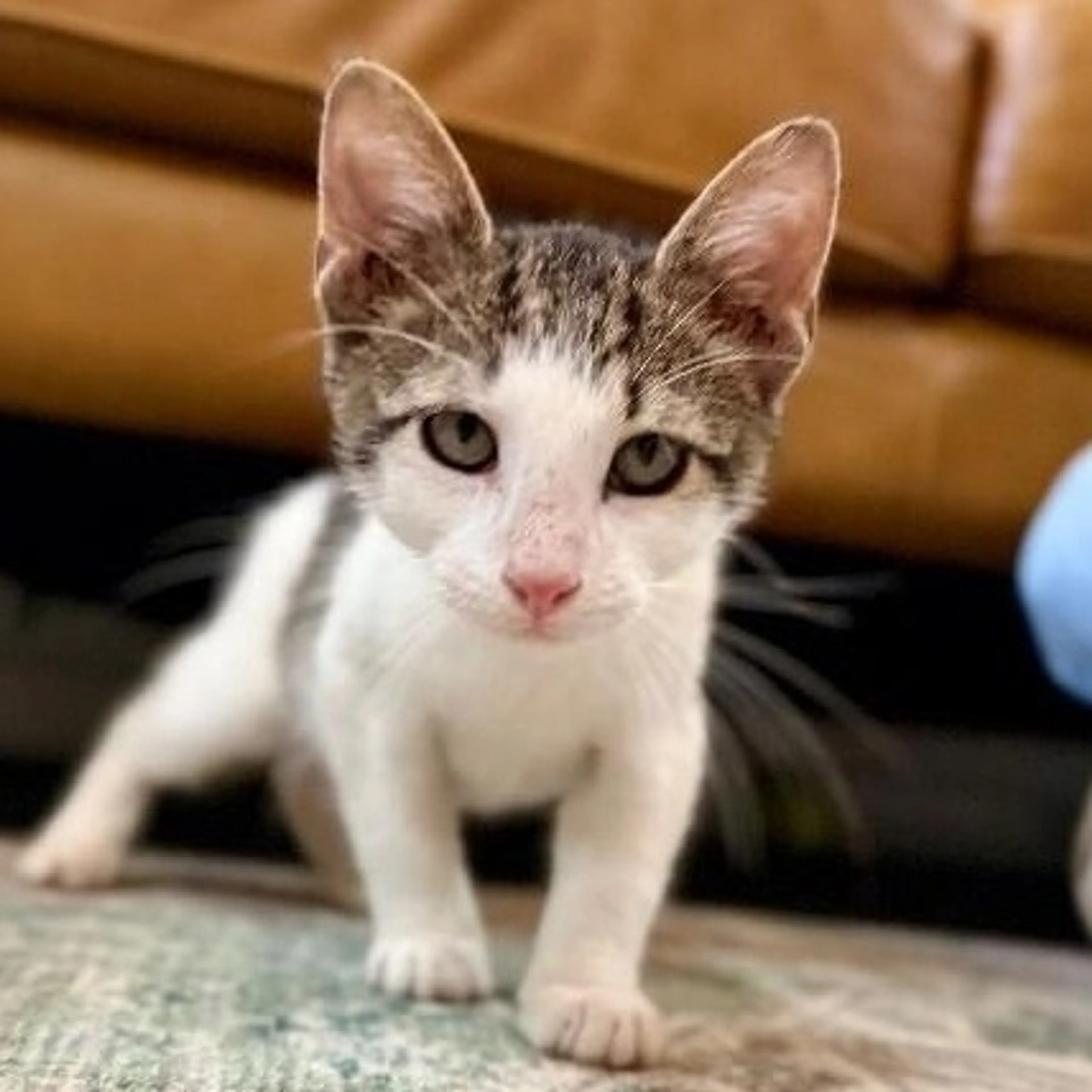 Found pet-2