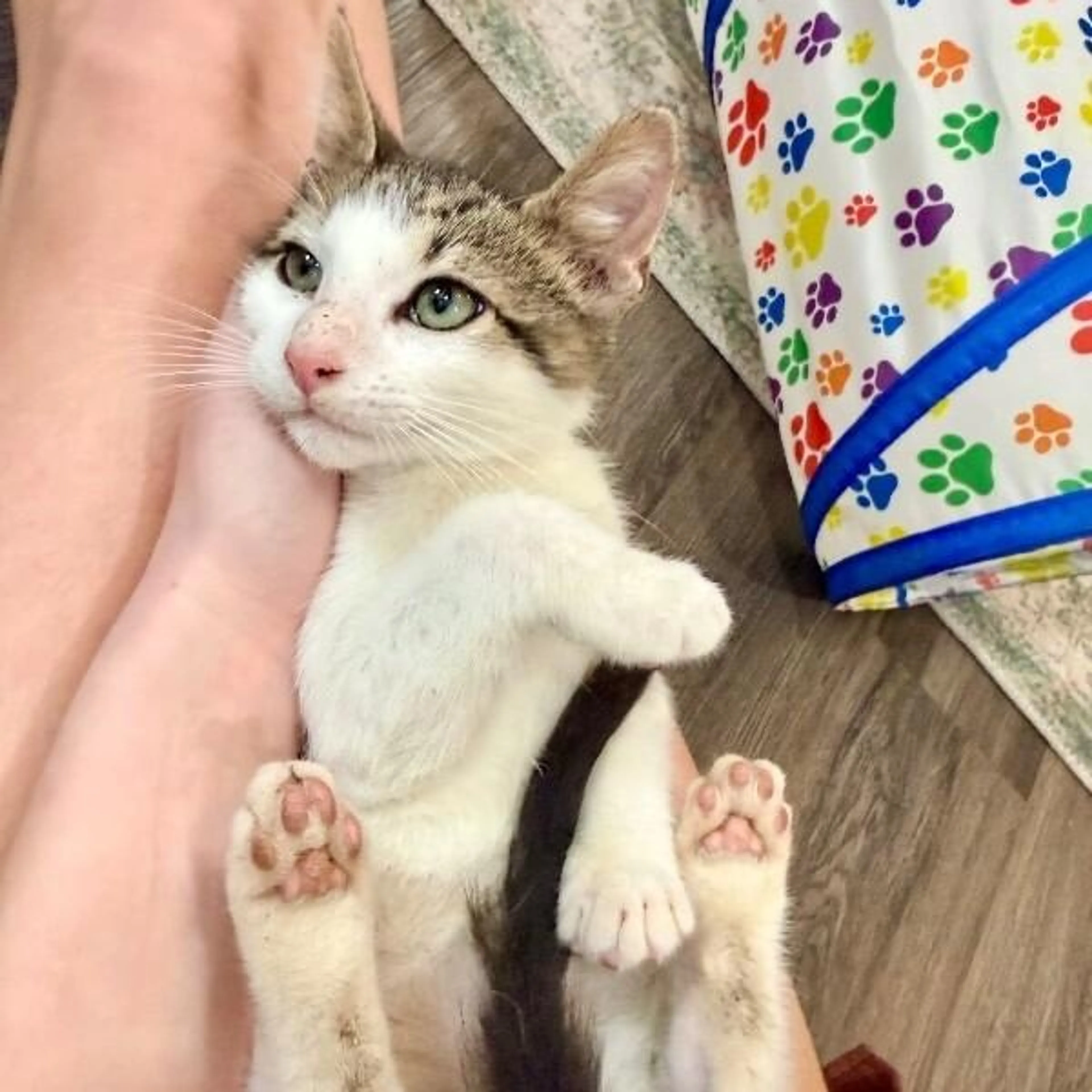 Found pet-0