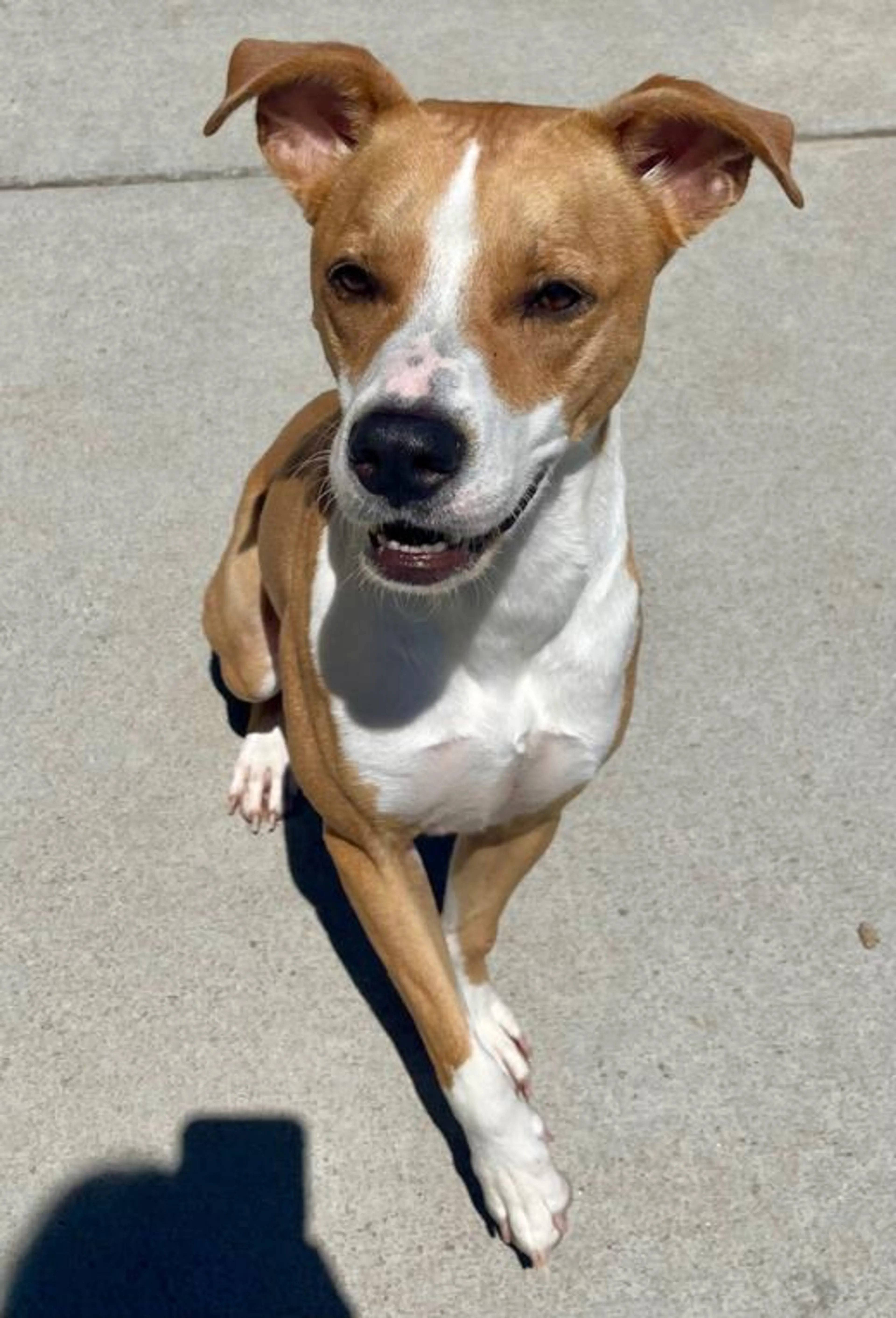 Found pet
