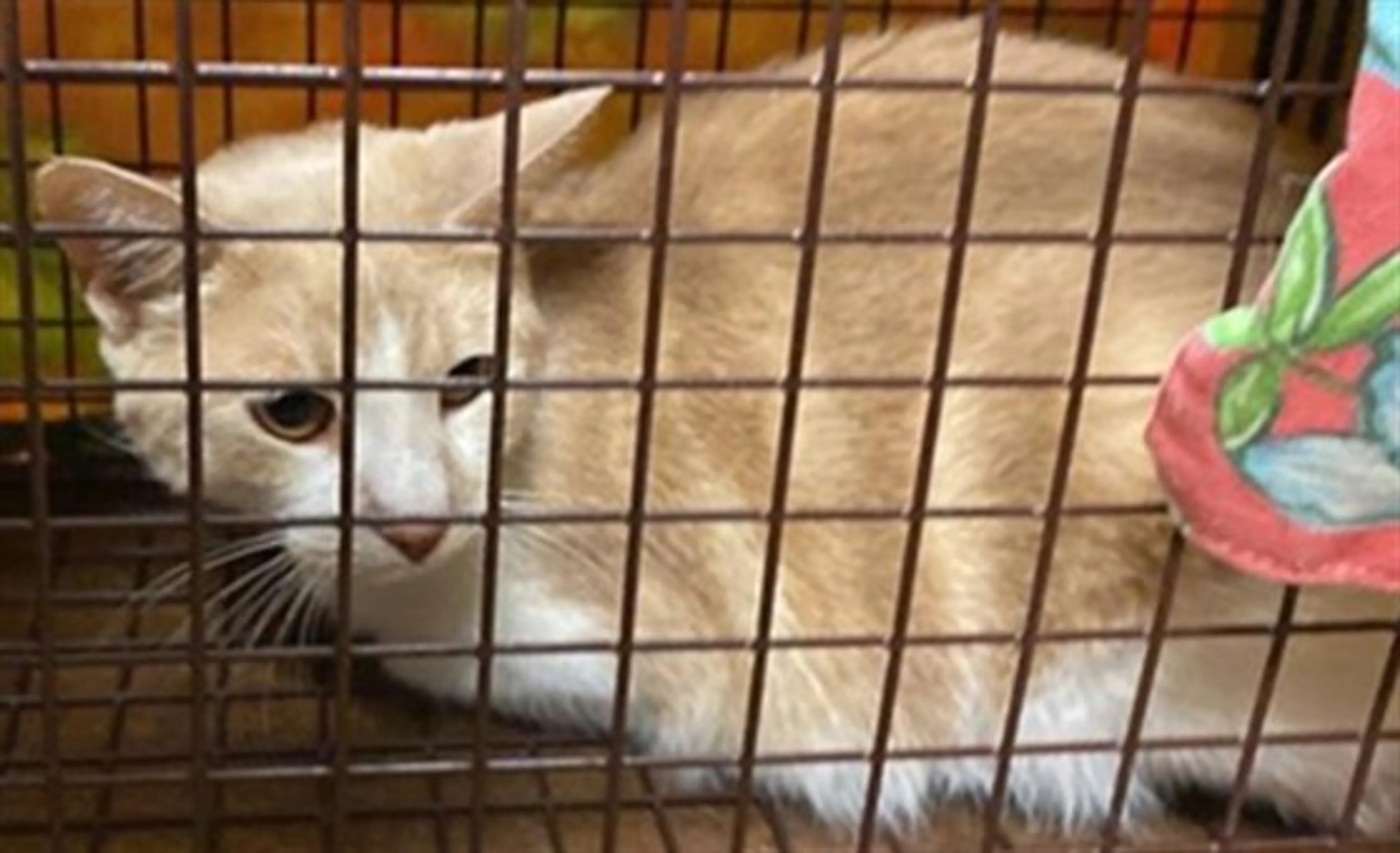 Found pet