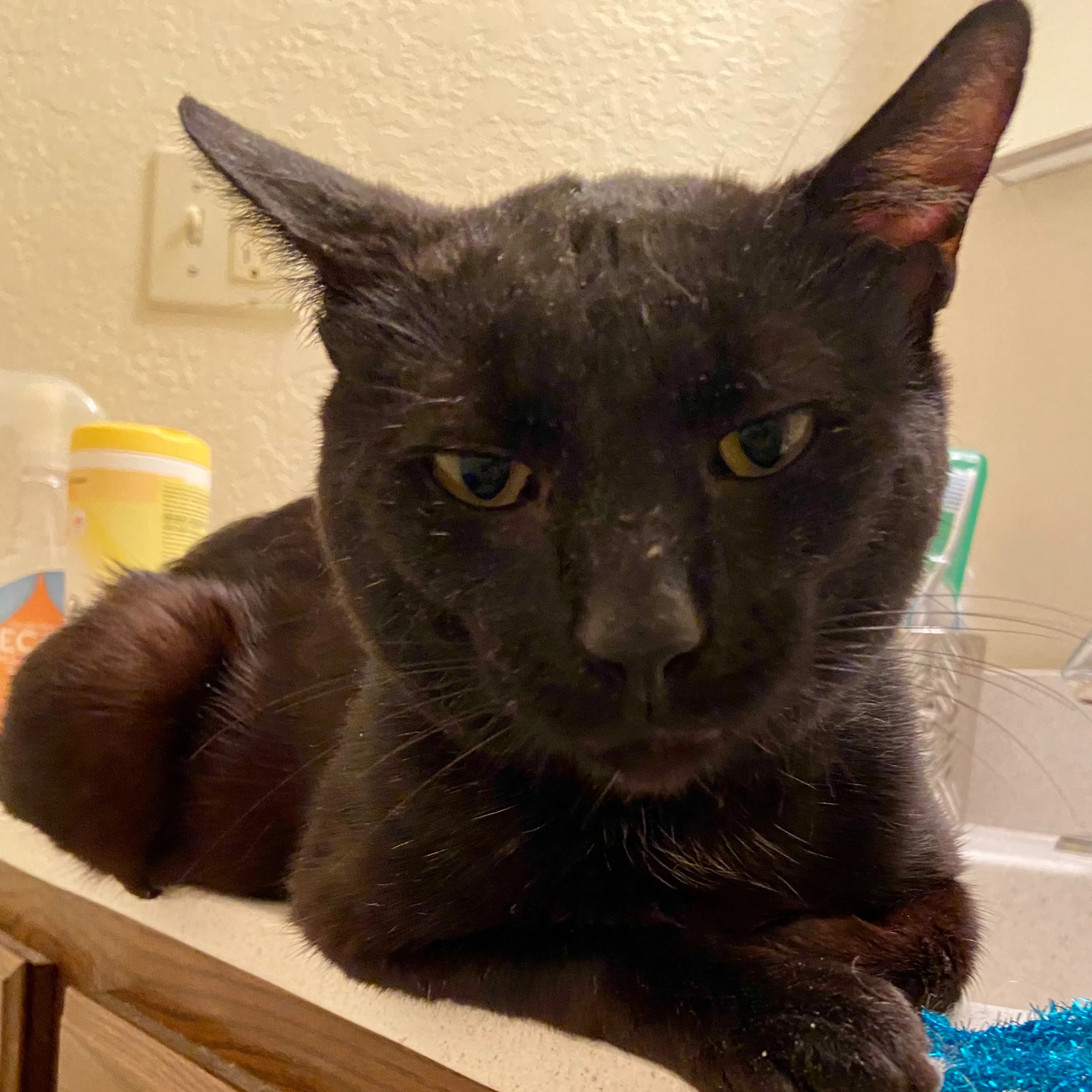 Found pet-3