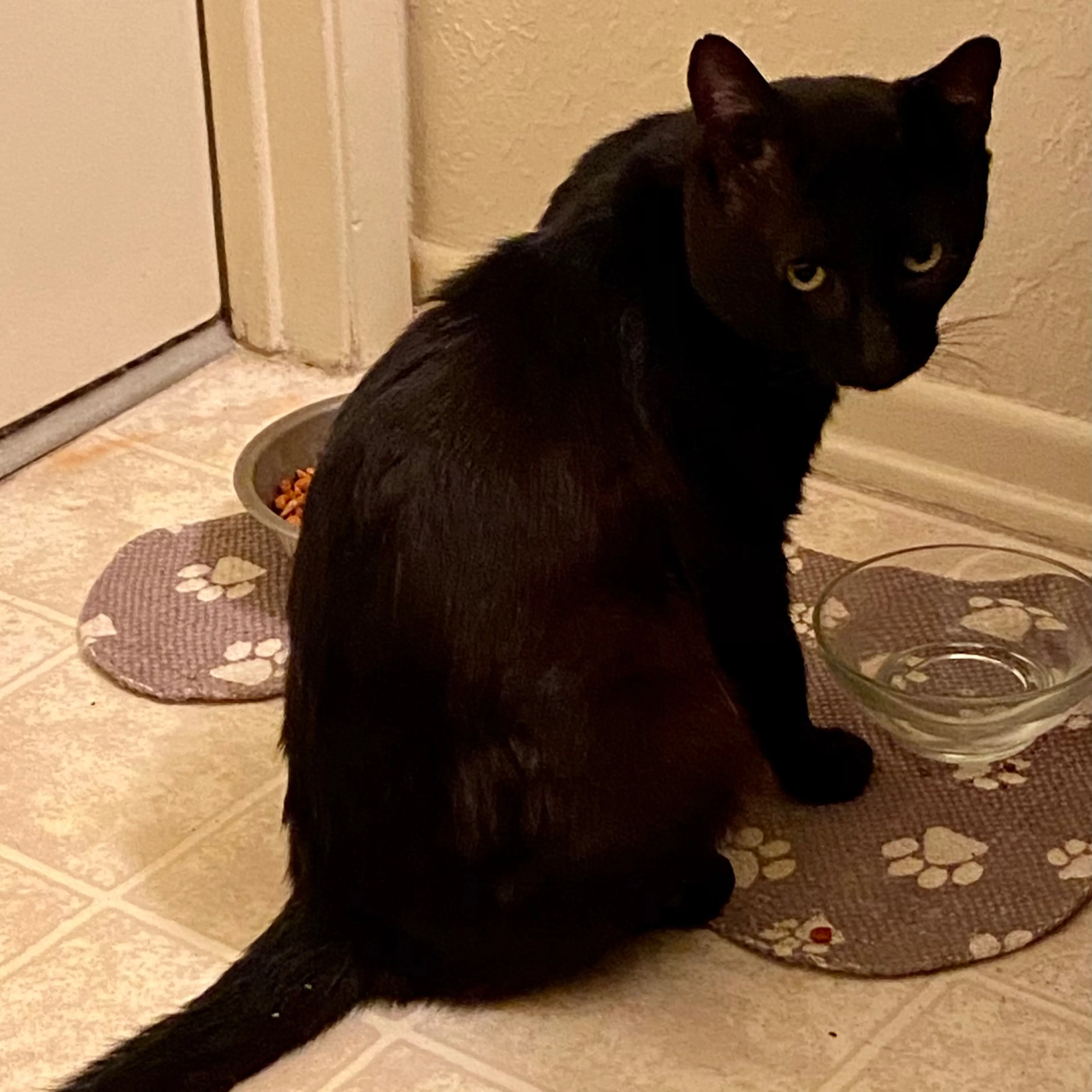 Found pet-1