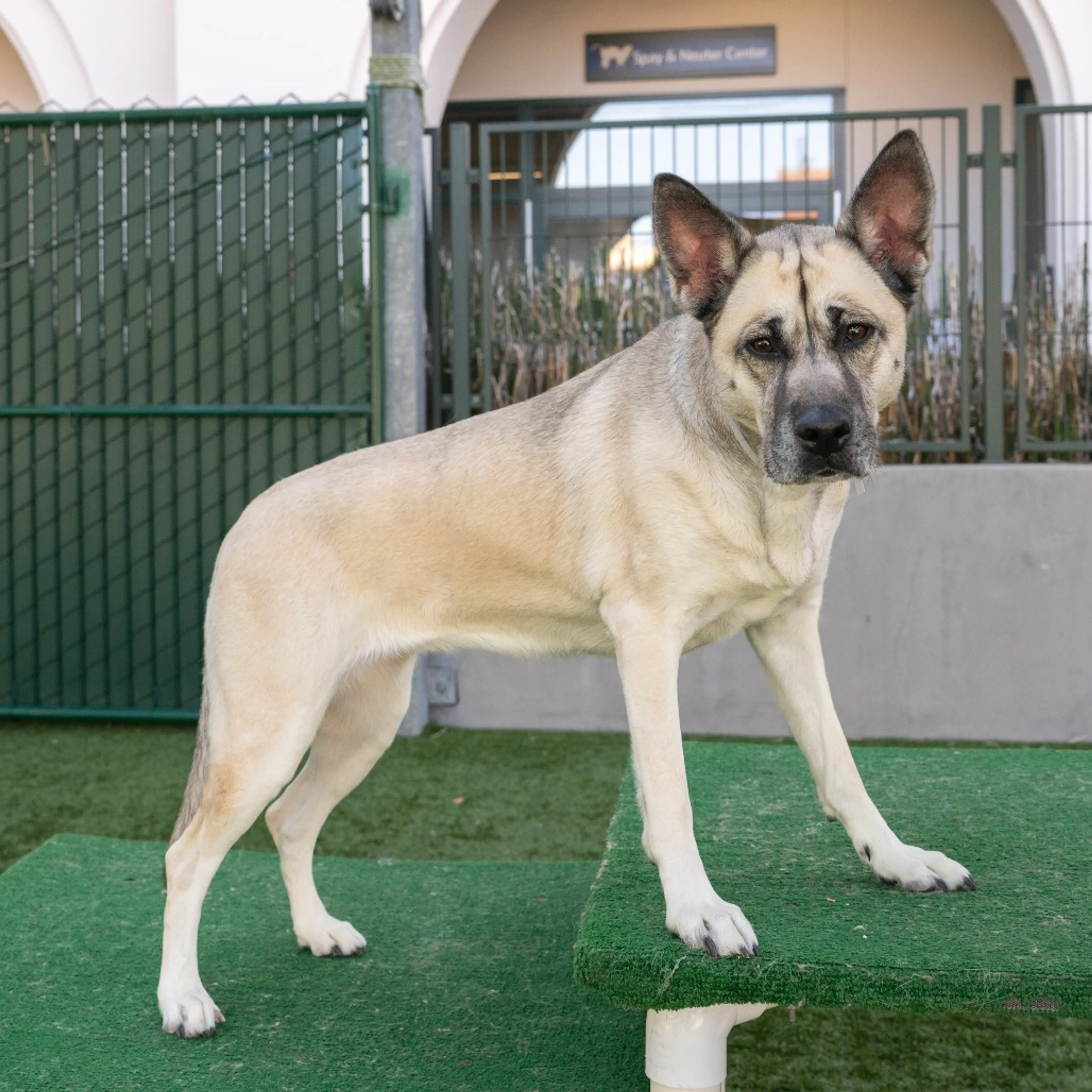 Found pet-6