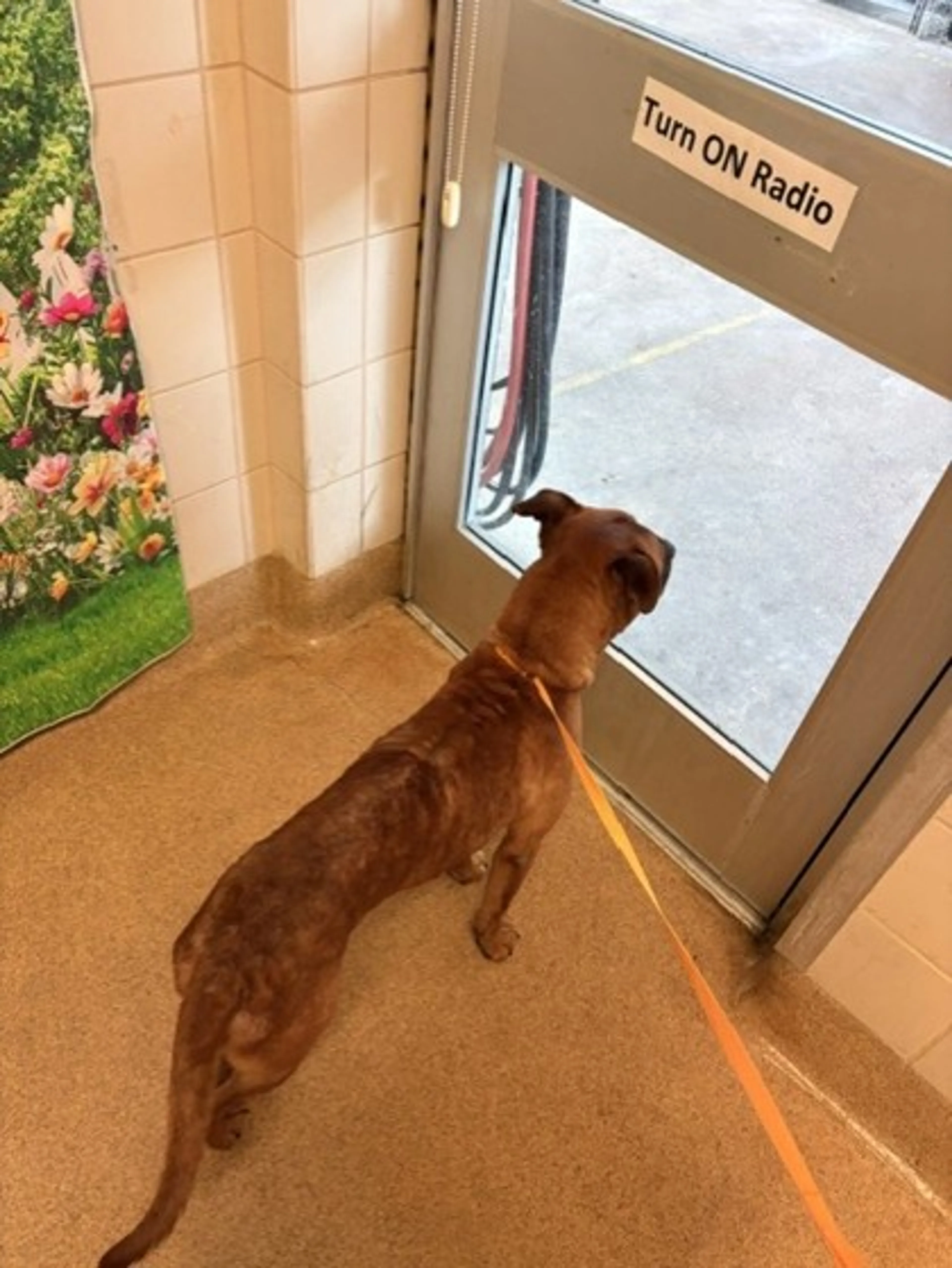 Found pet-1