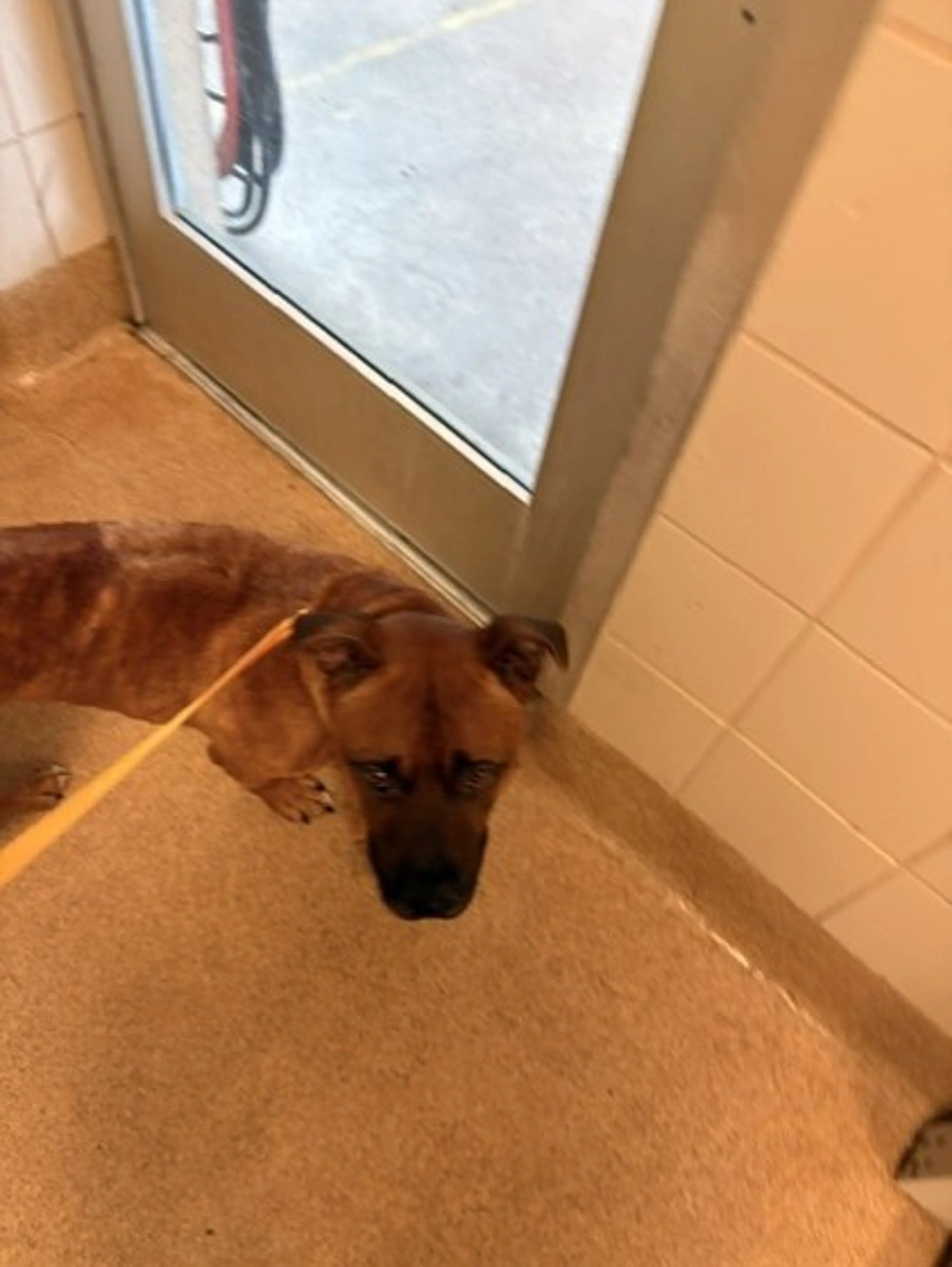 Found pet-2