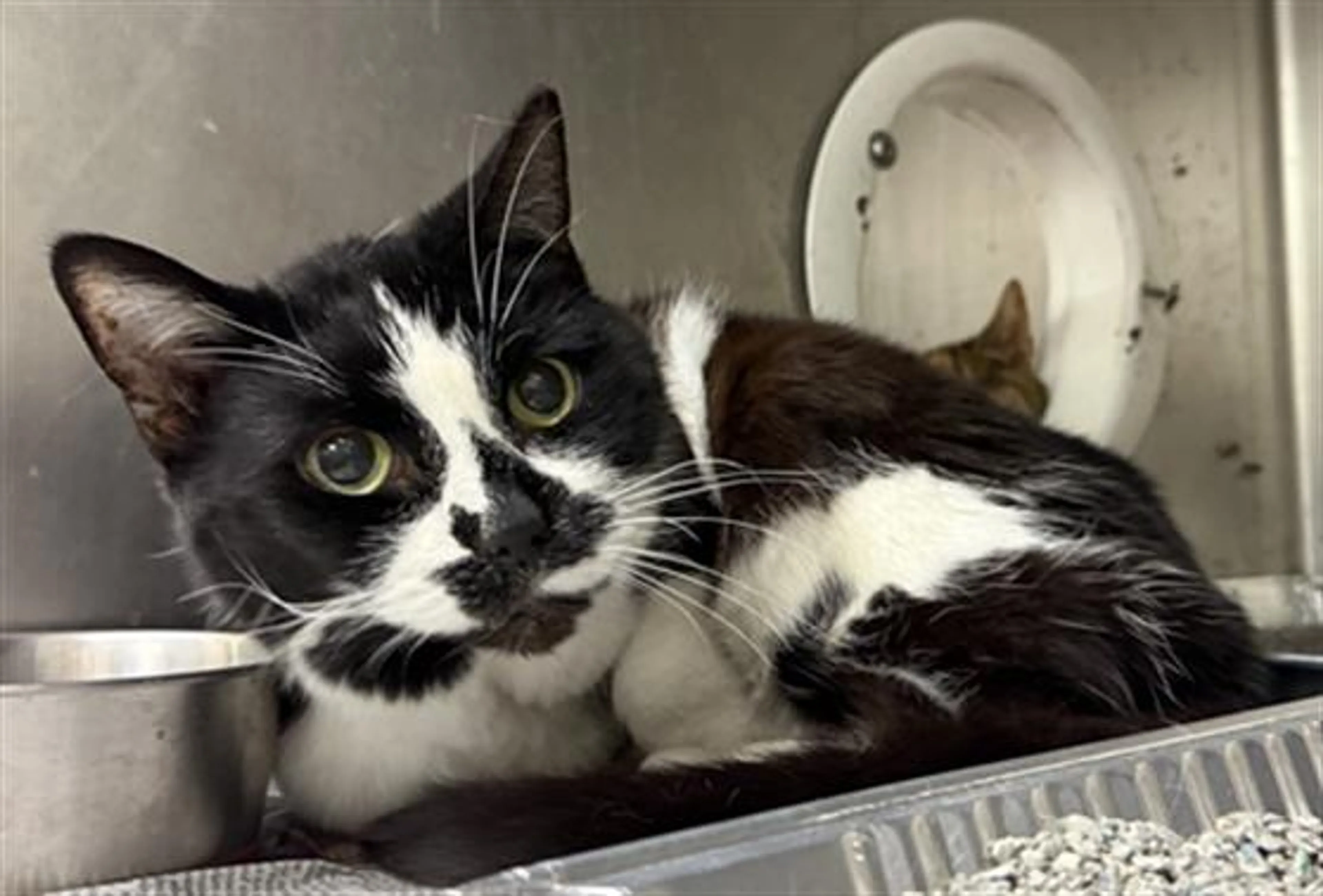 Found pet