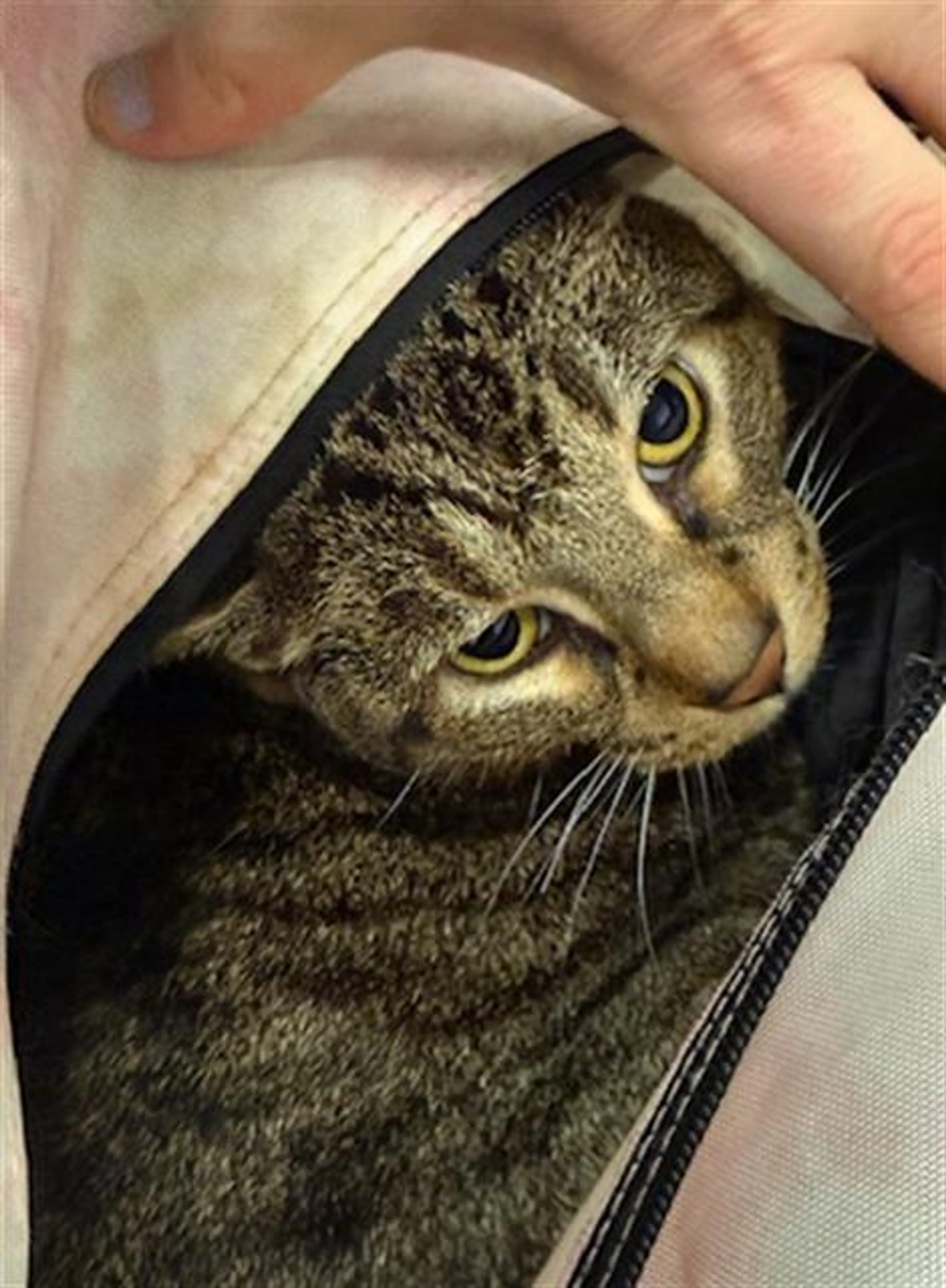 Found pet