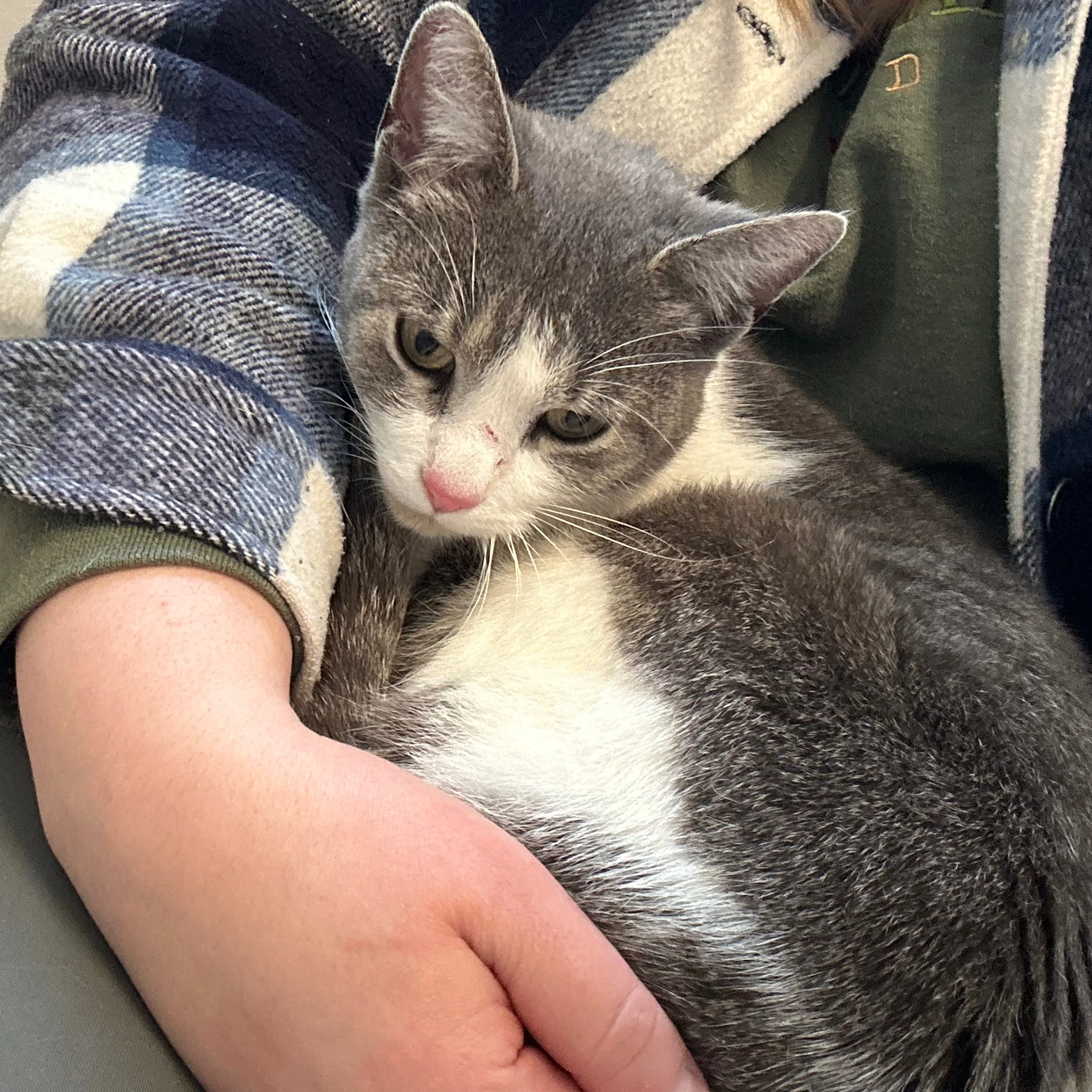 Found pet-3