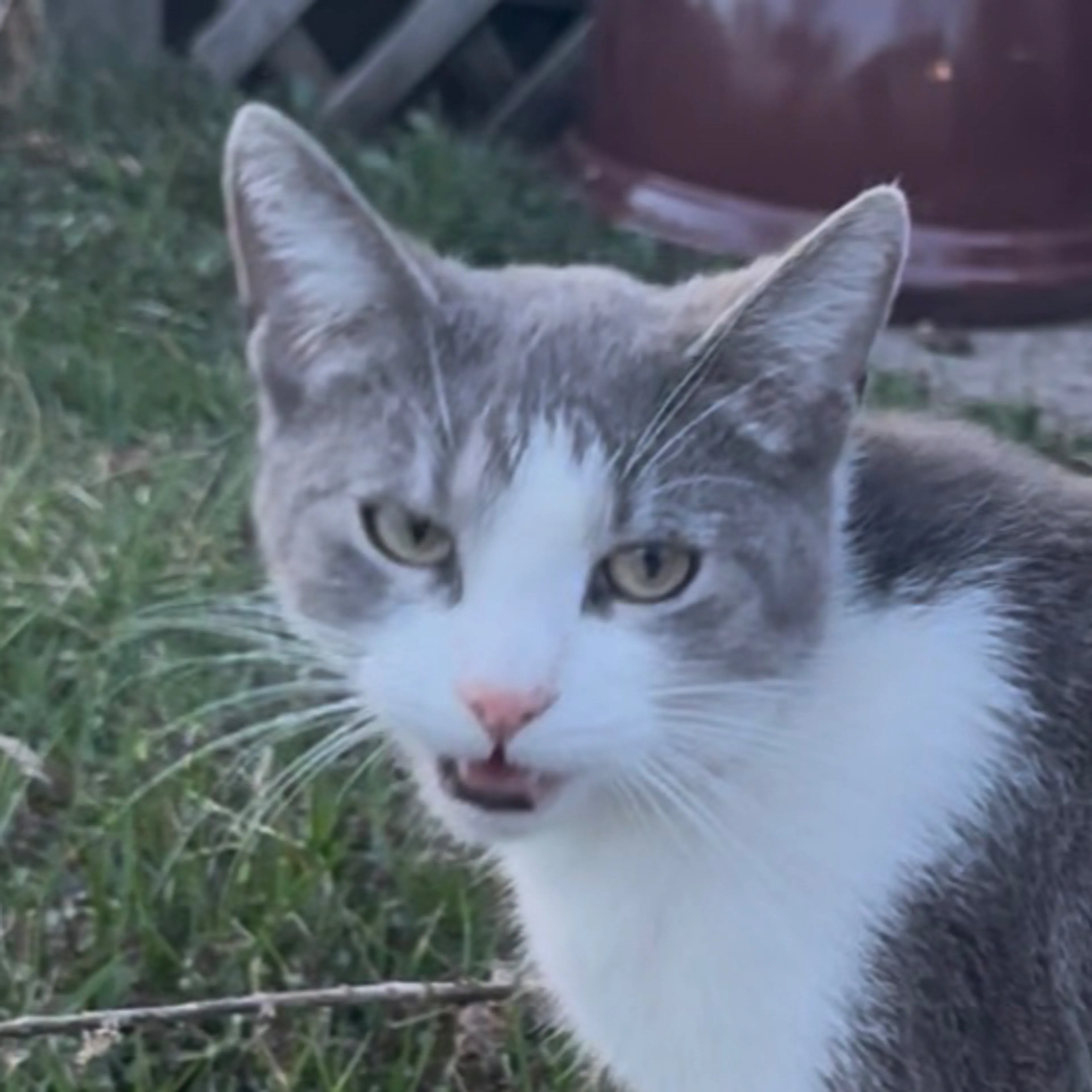 Found pet-2