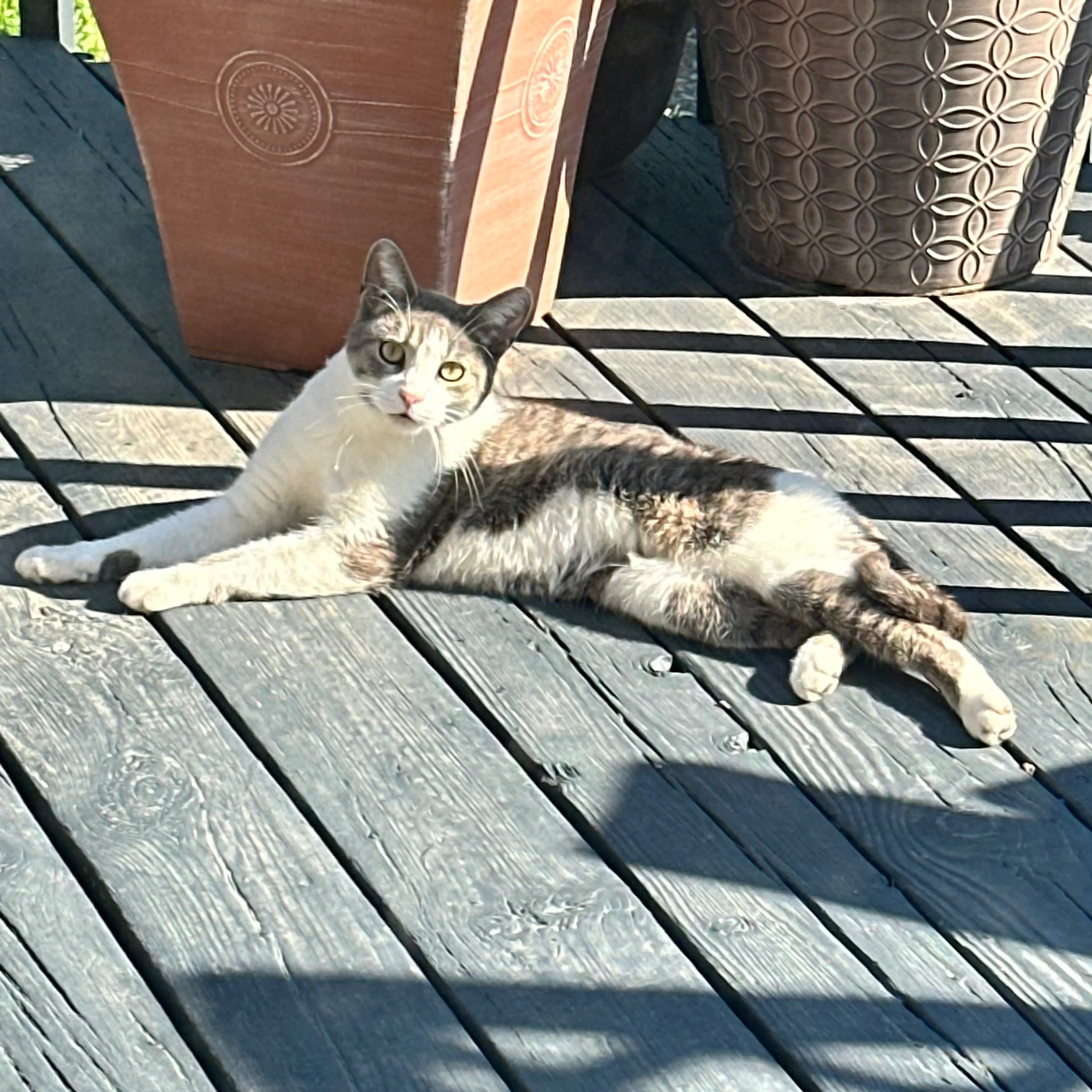 Found pet-1