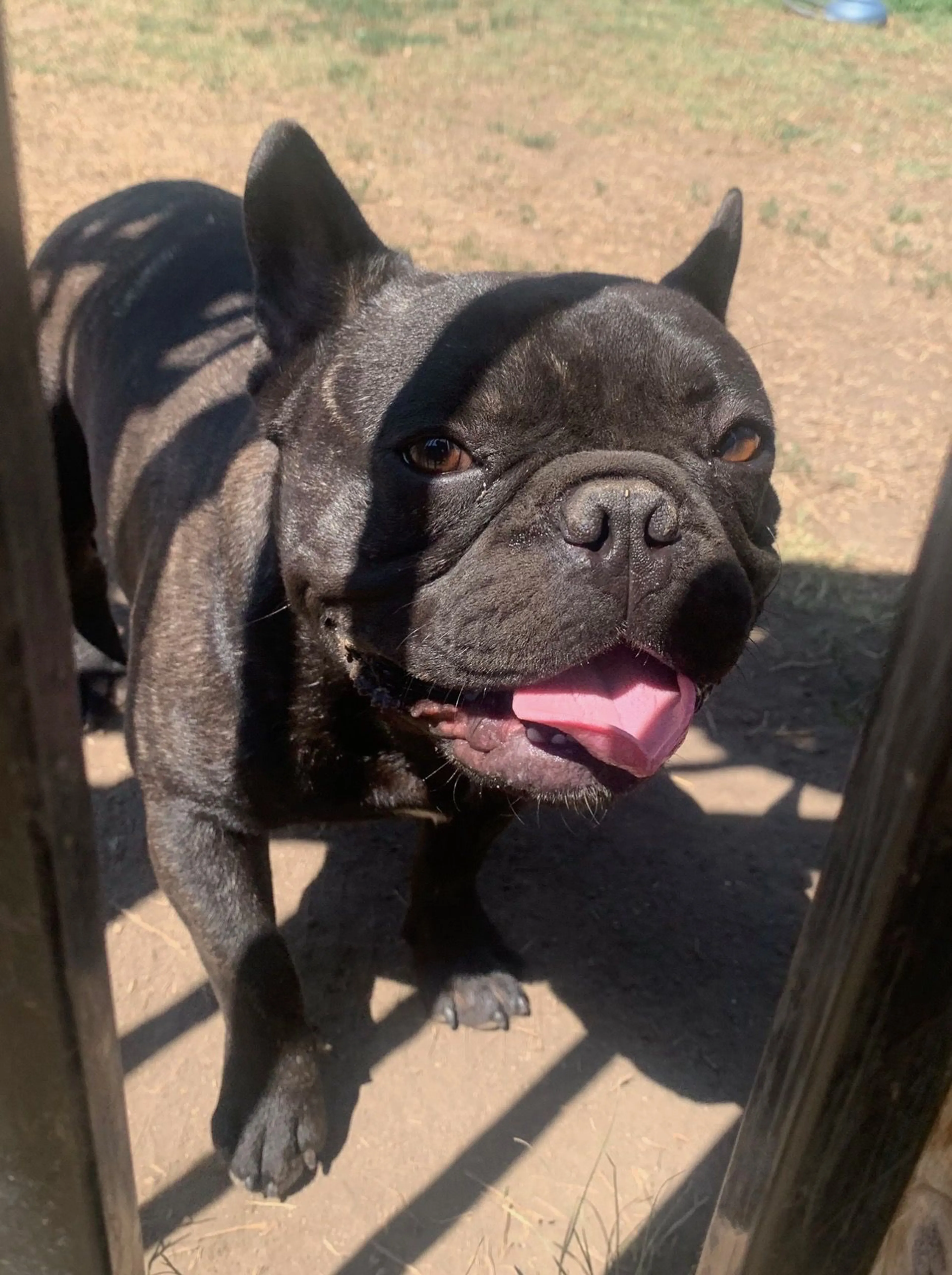 Lost pet-1