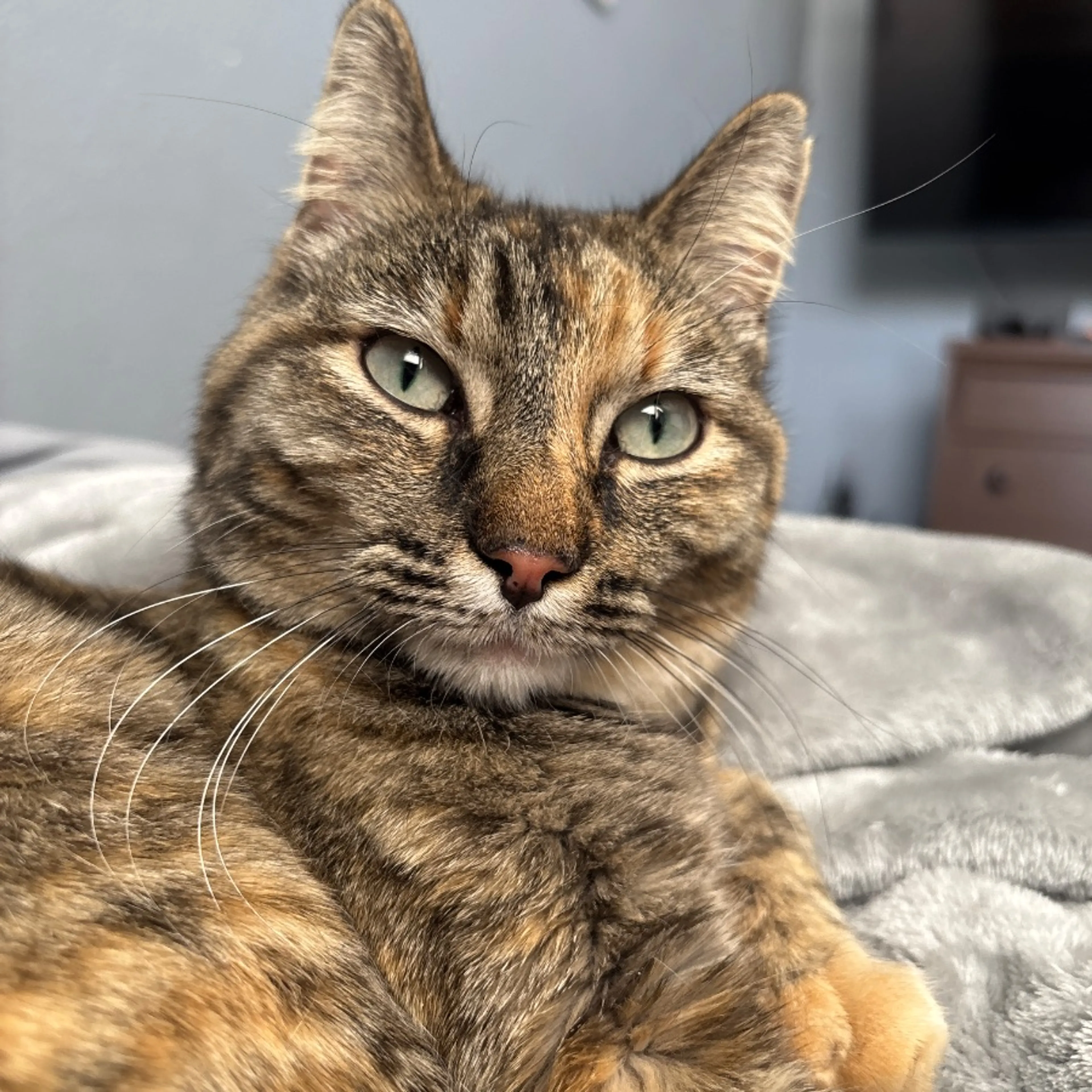 Lost pet