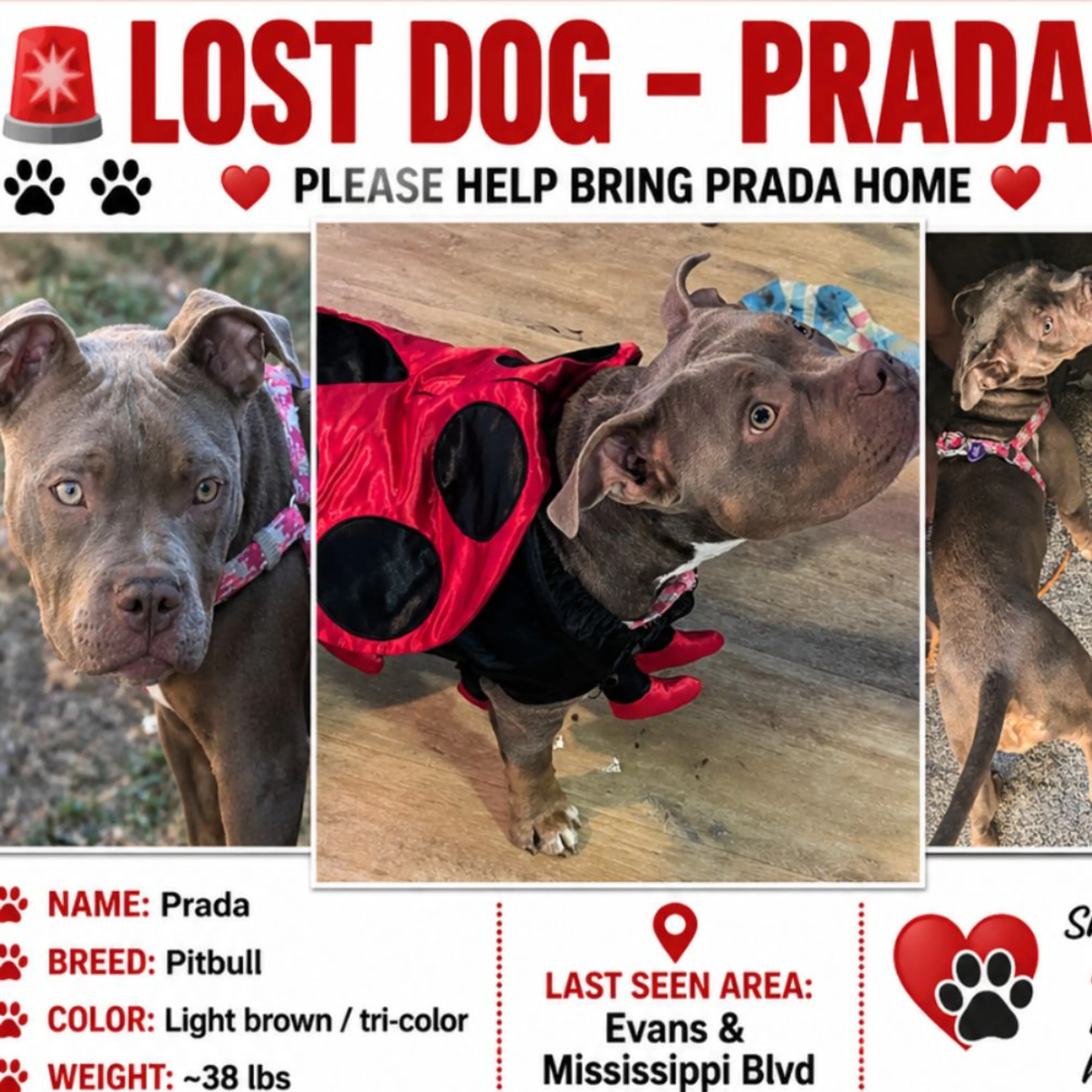 Lost pet-0
