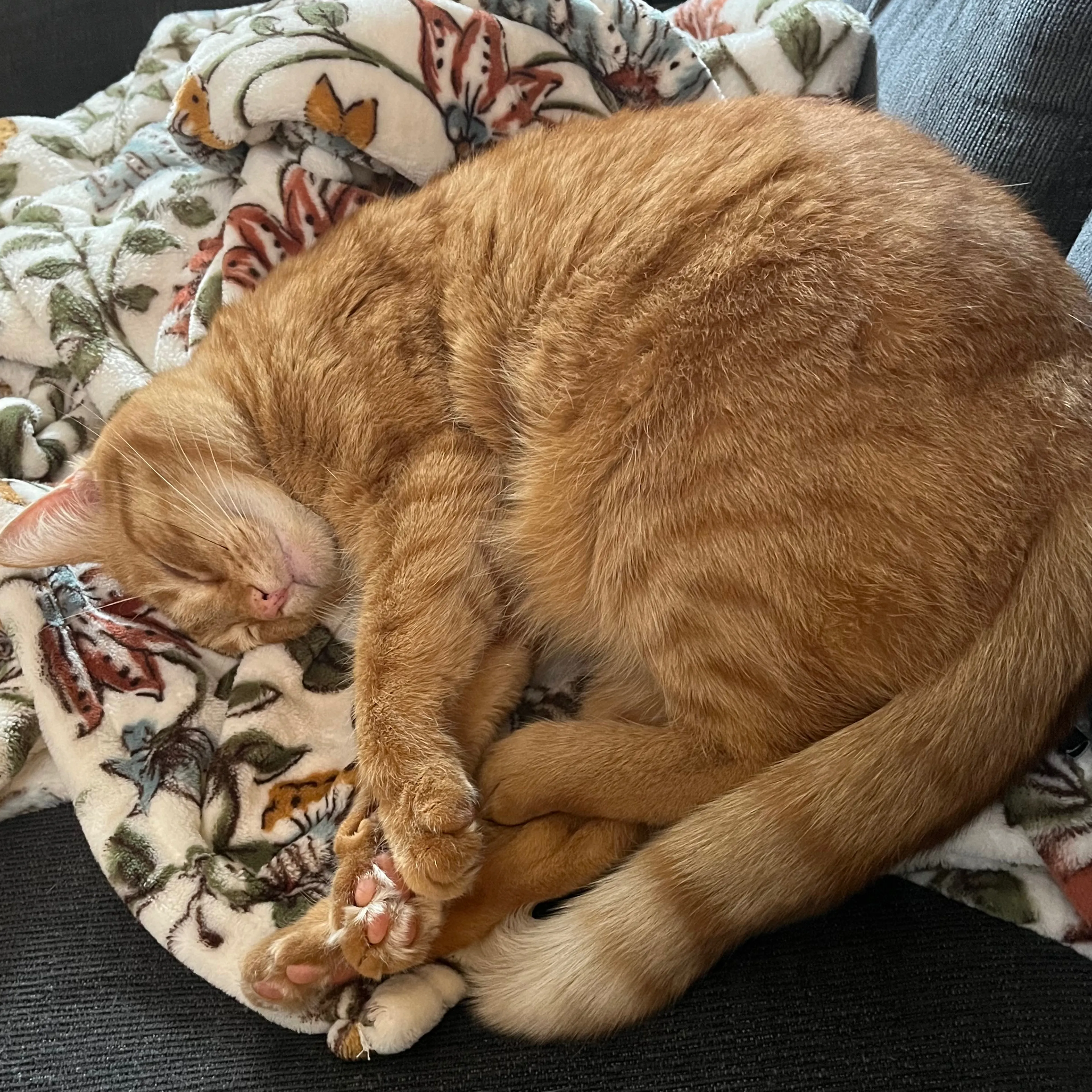 Lost pet-3
