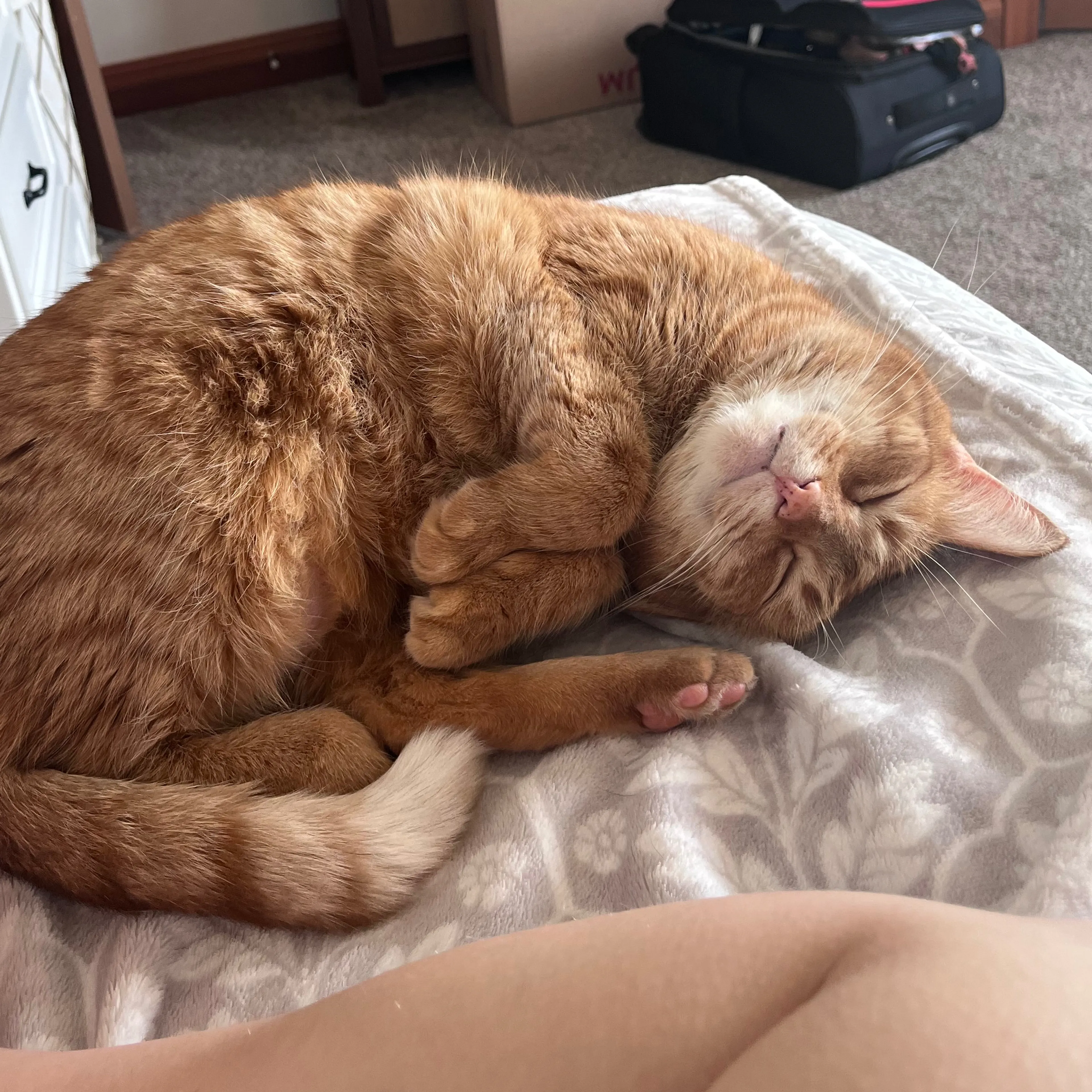 Lost pet-1