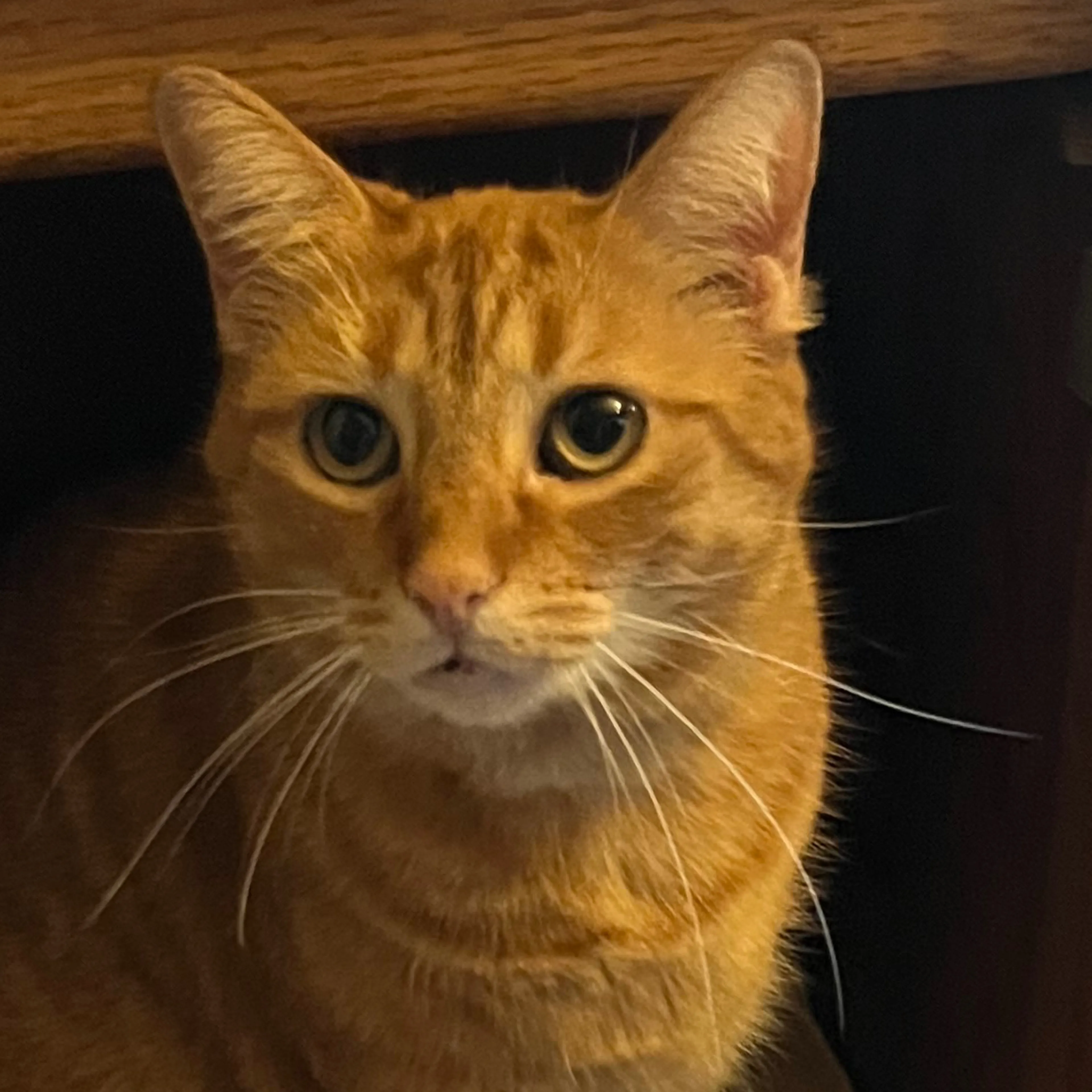 Lost pet-2