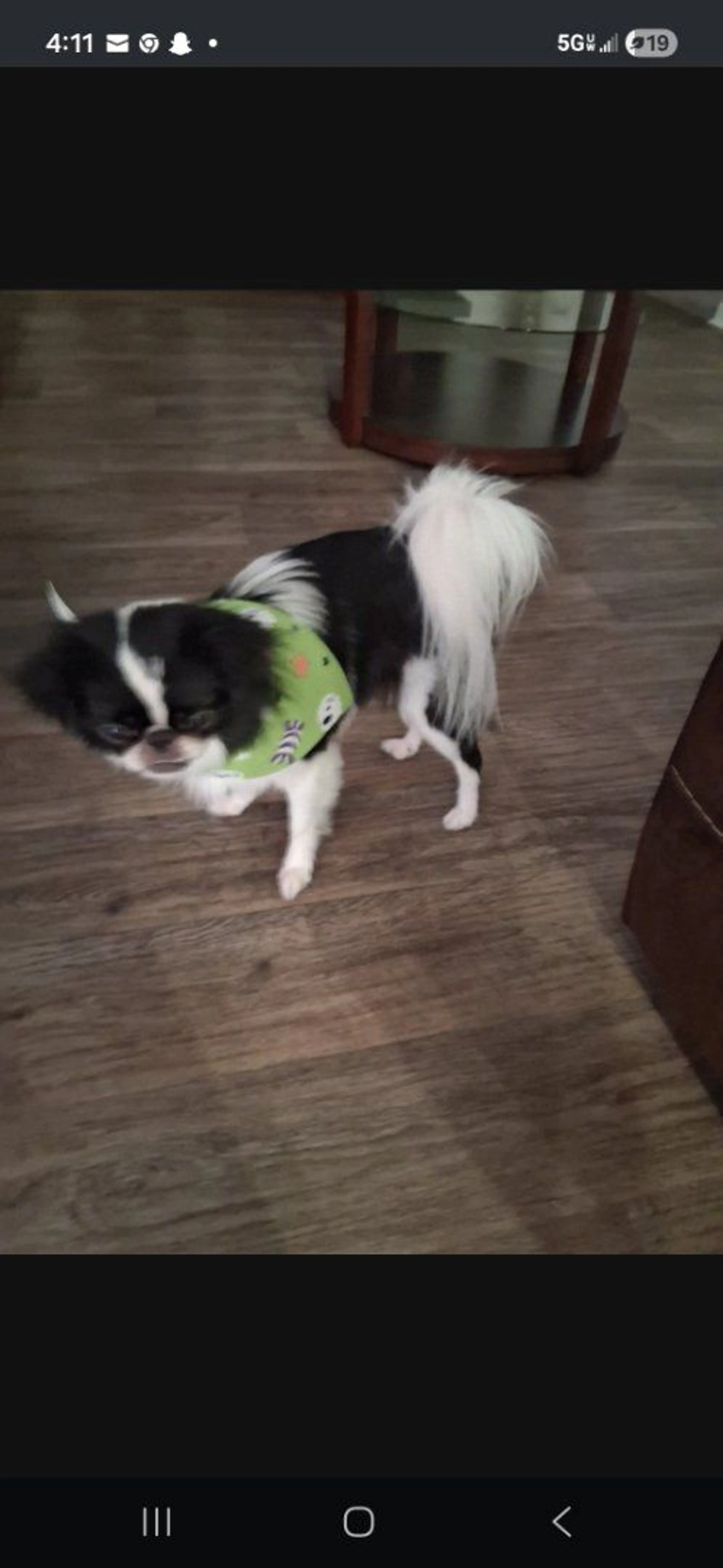 Lost pet