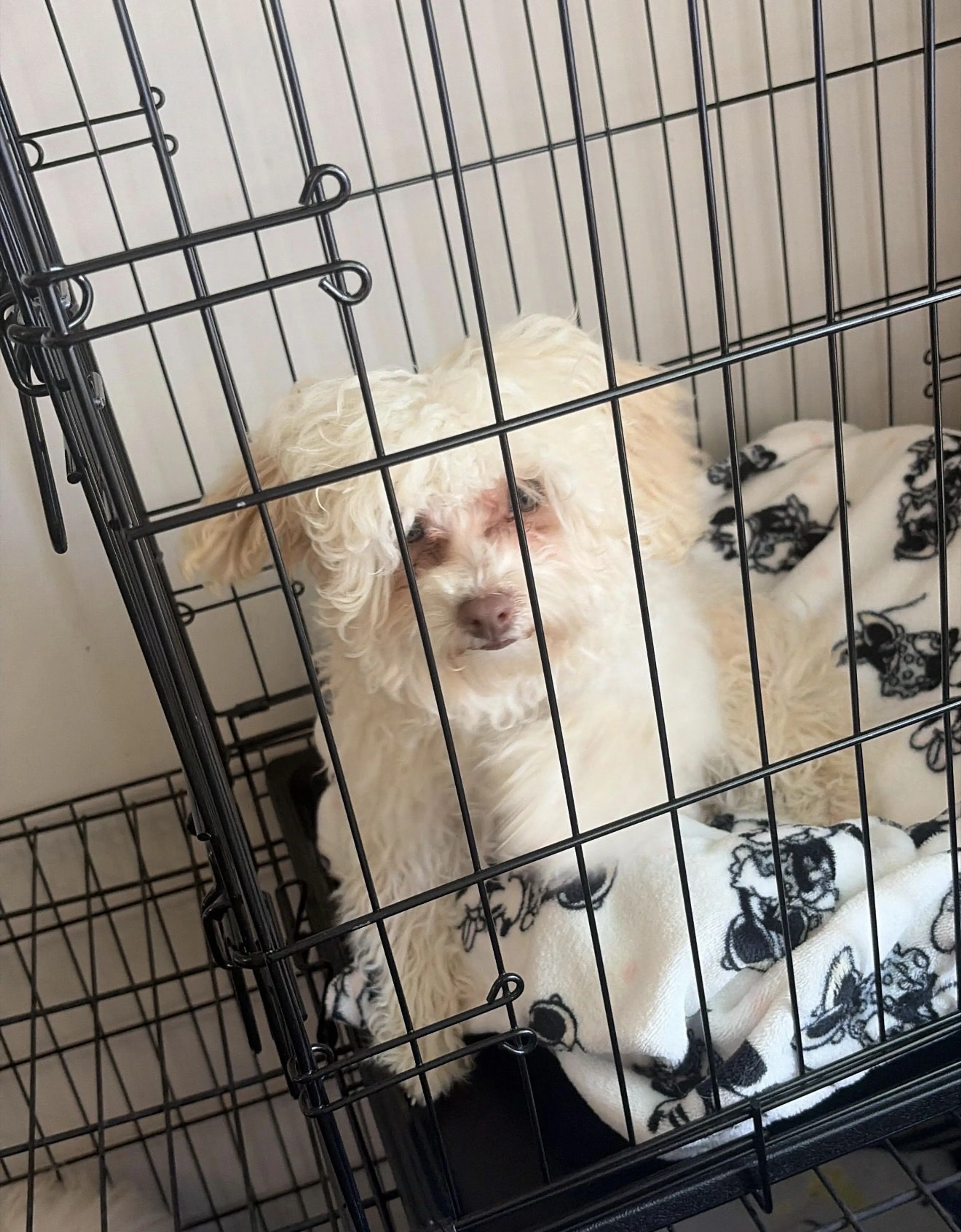 Lost pet-1