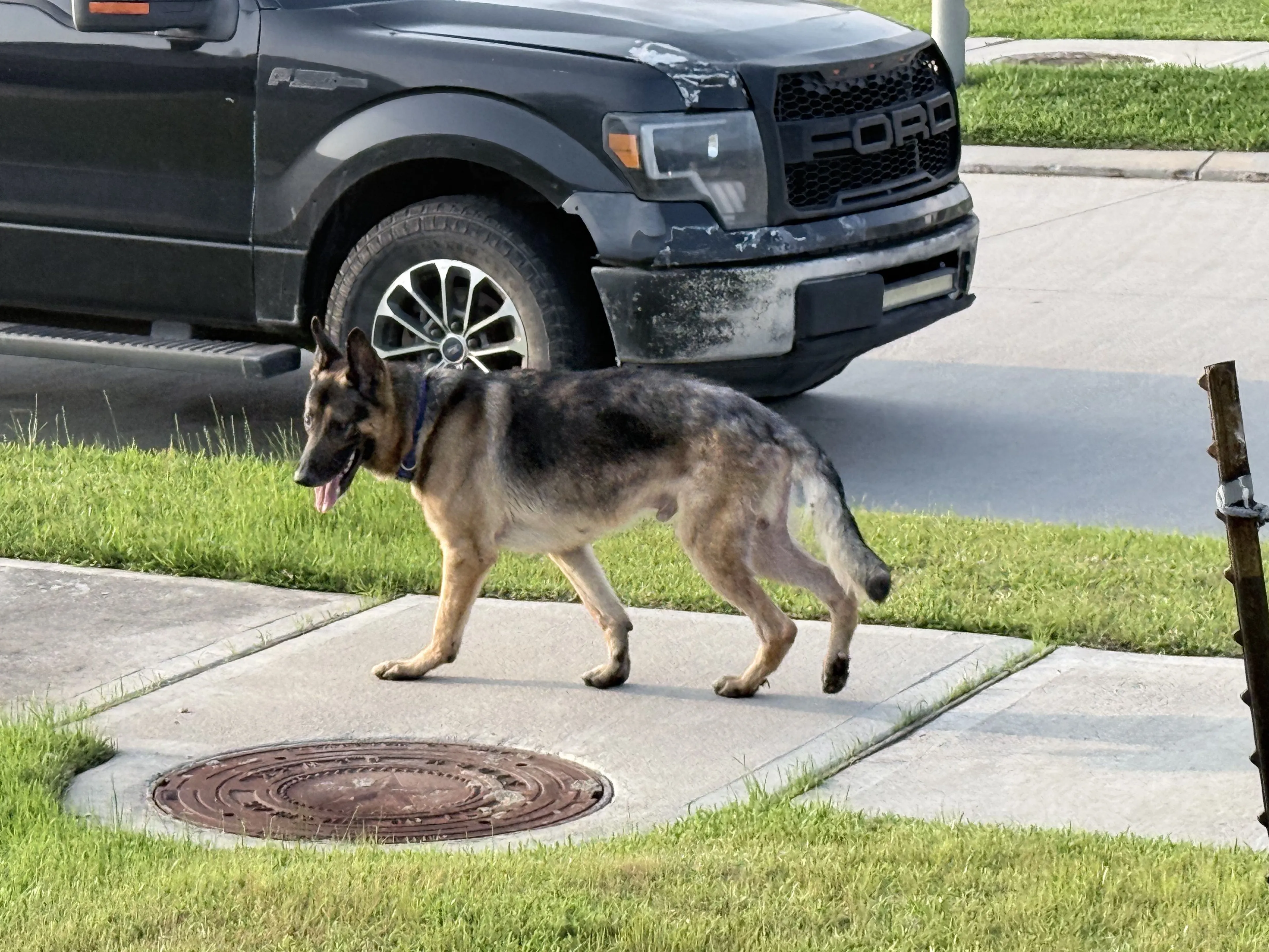 Lost pet-0