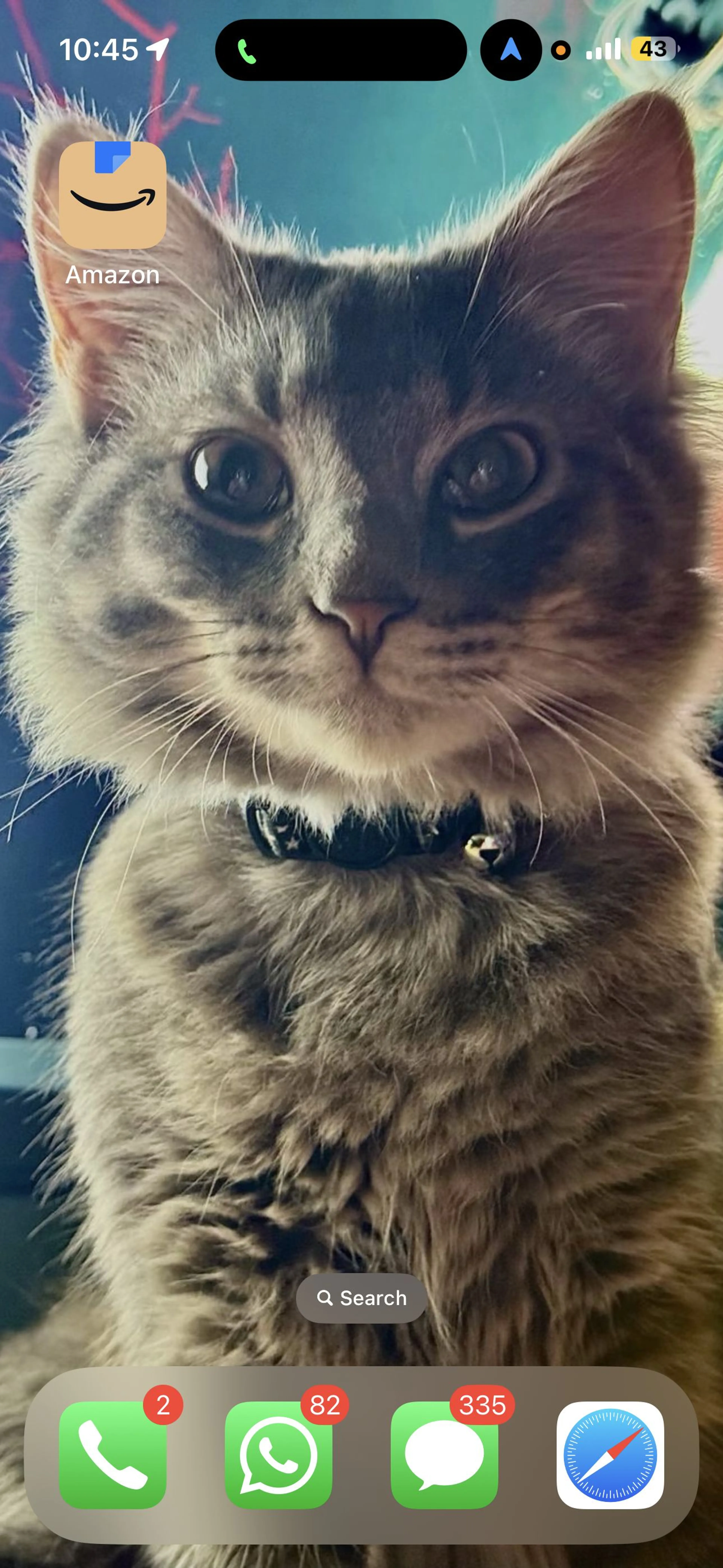 Lost pet-1