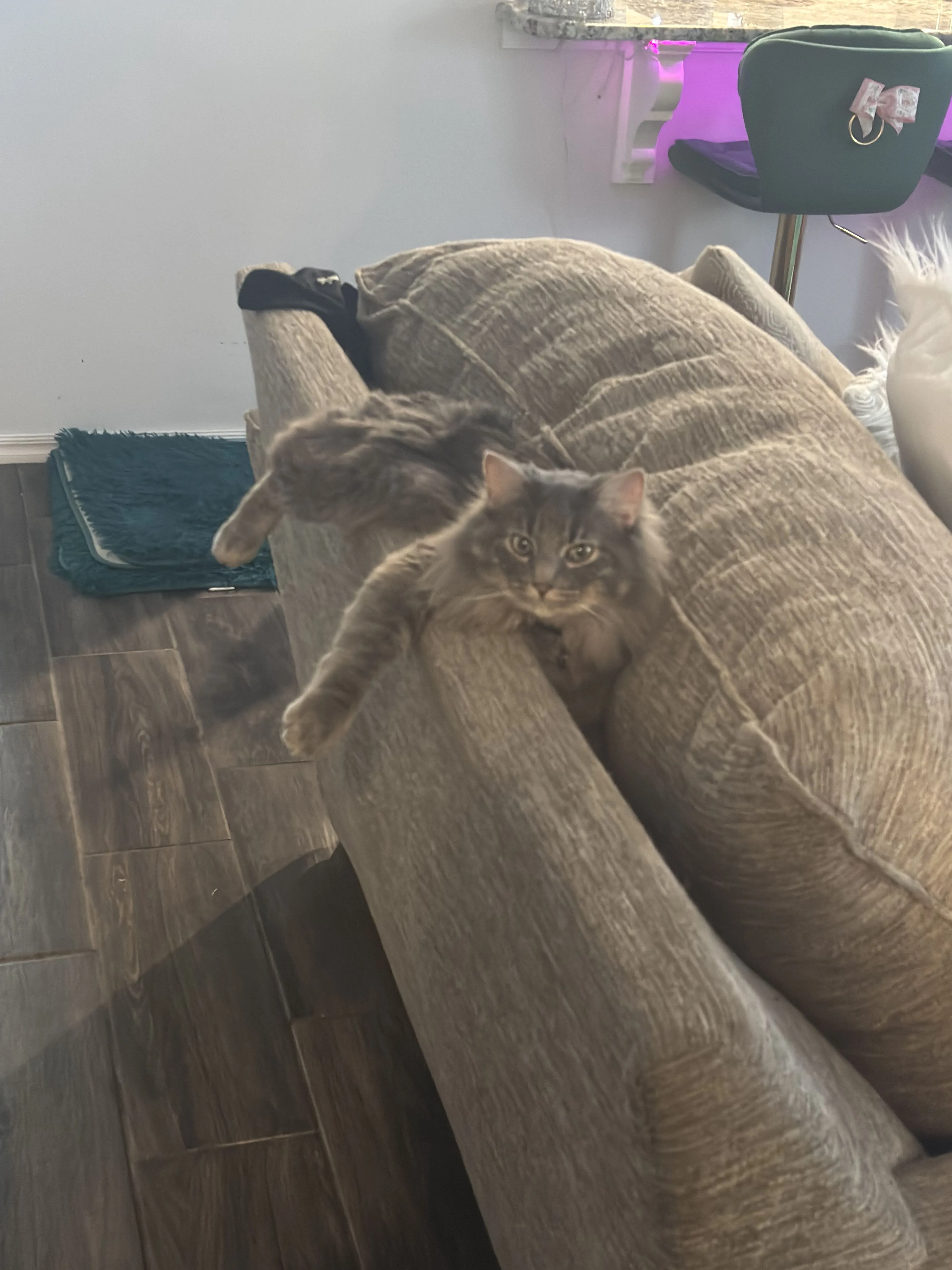 Lost pet-0