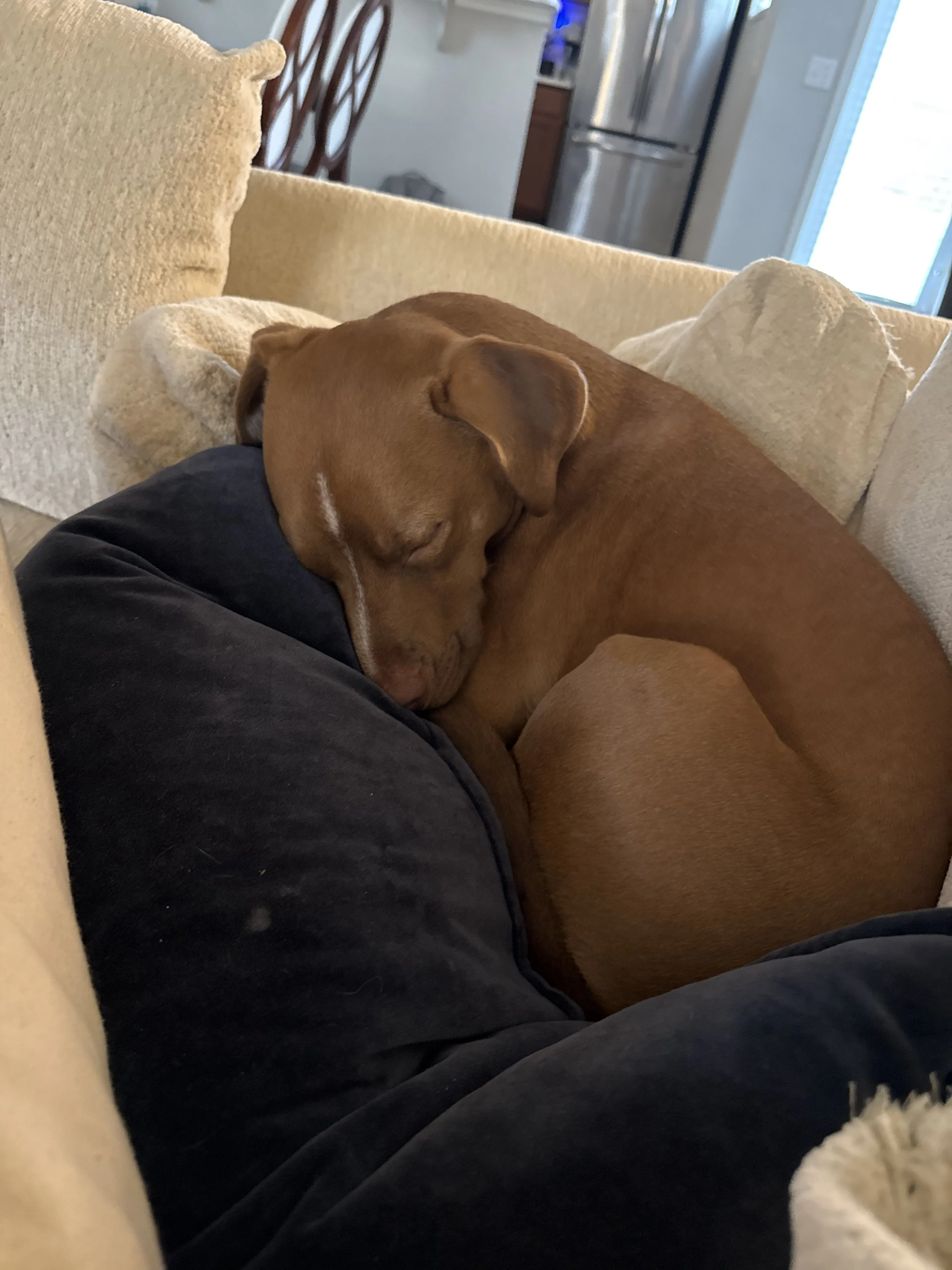 Lost pet-1