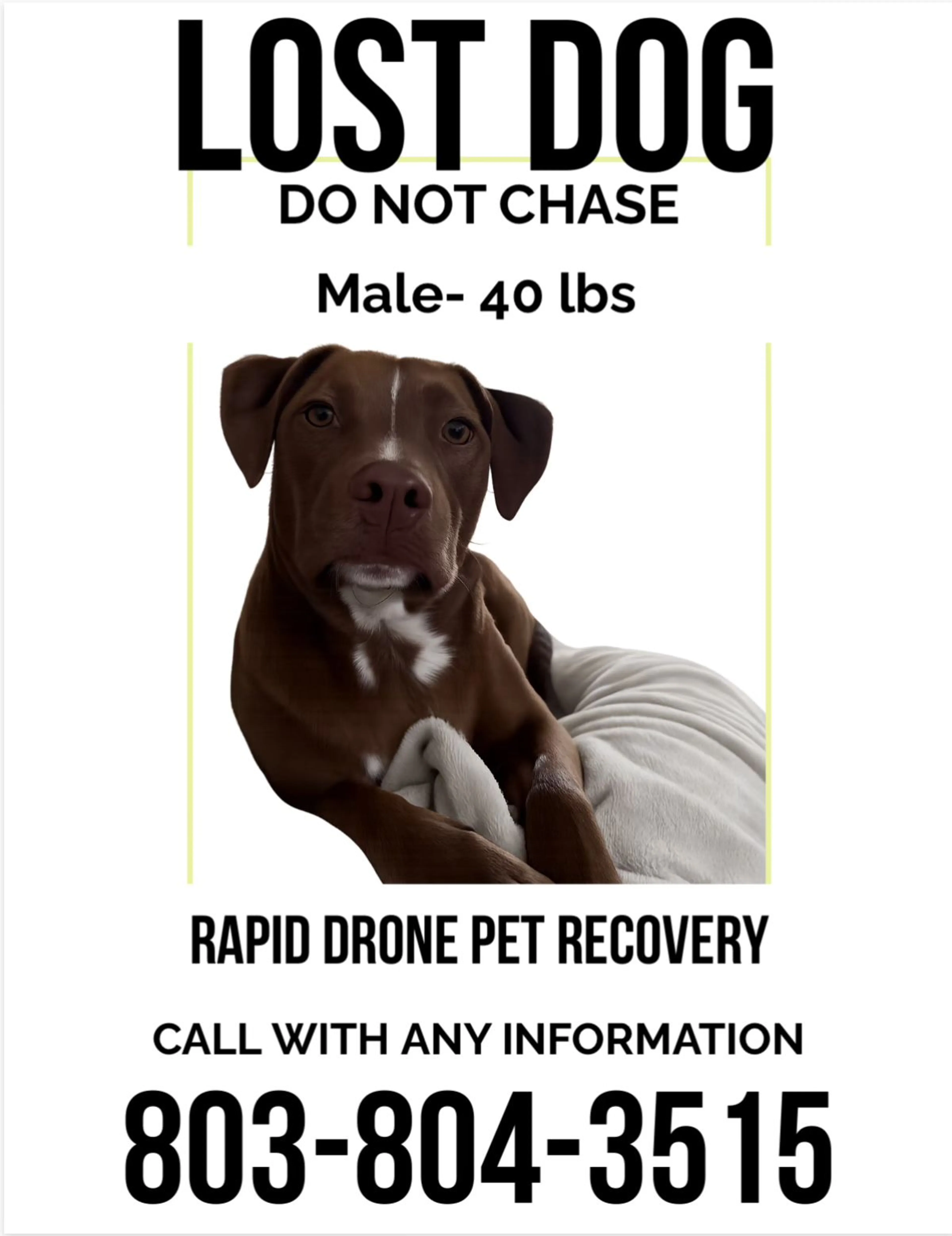 Lost pet-3