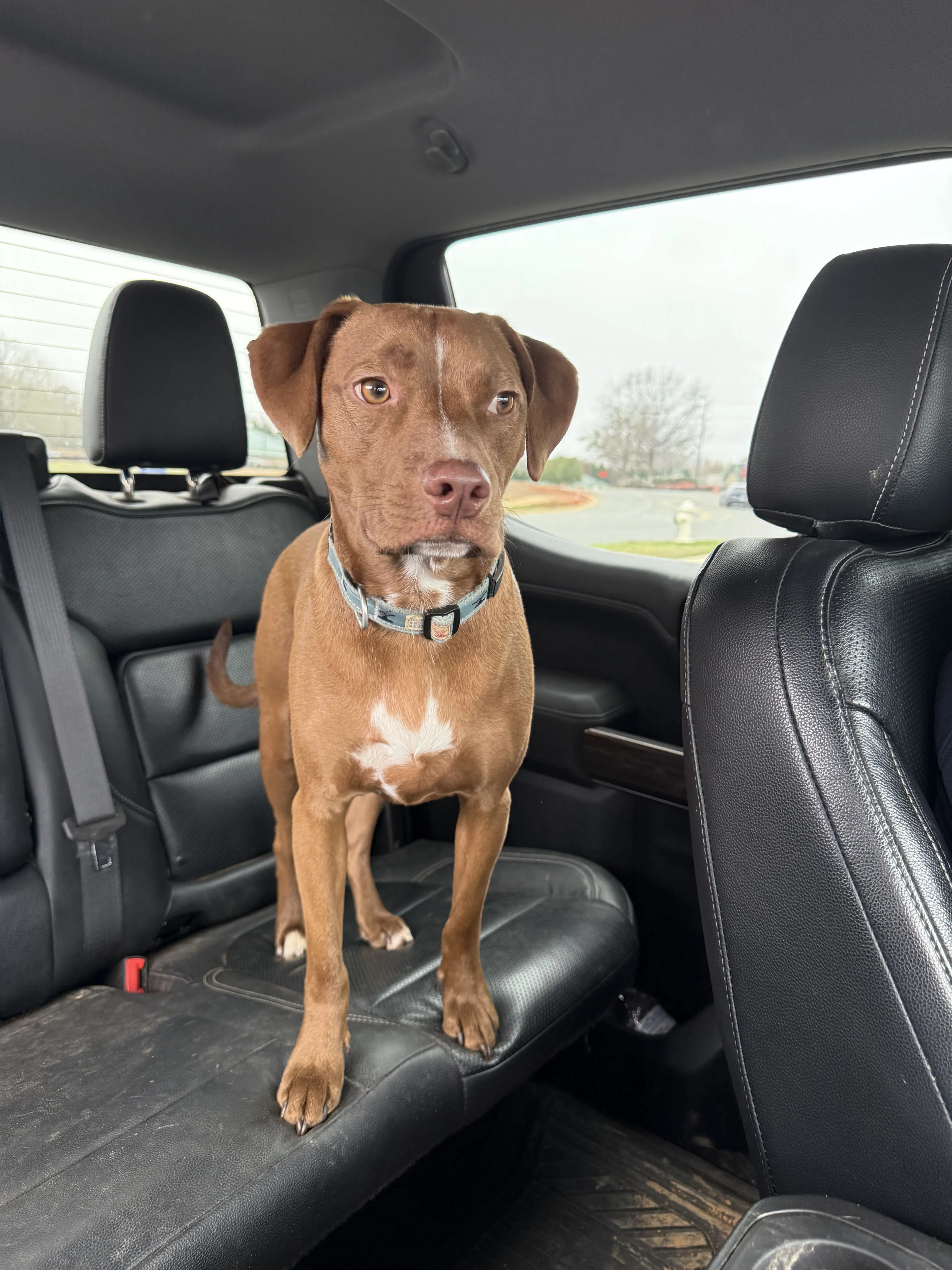 Lost pet-2