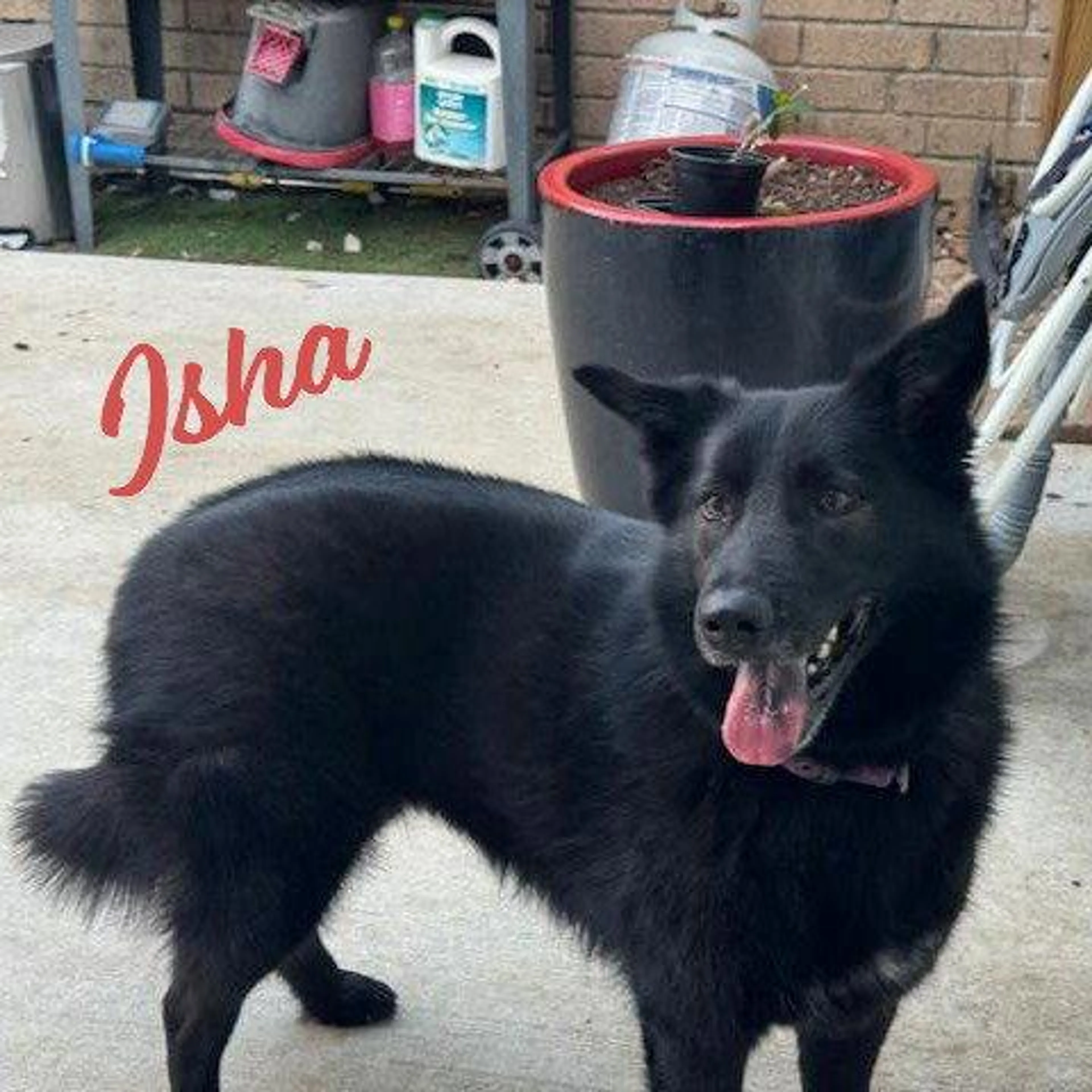 Found pet-1