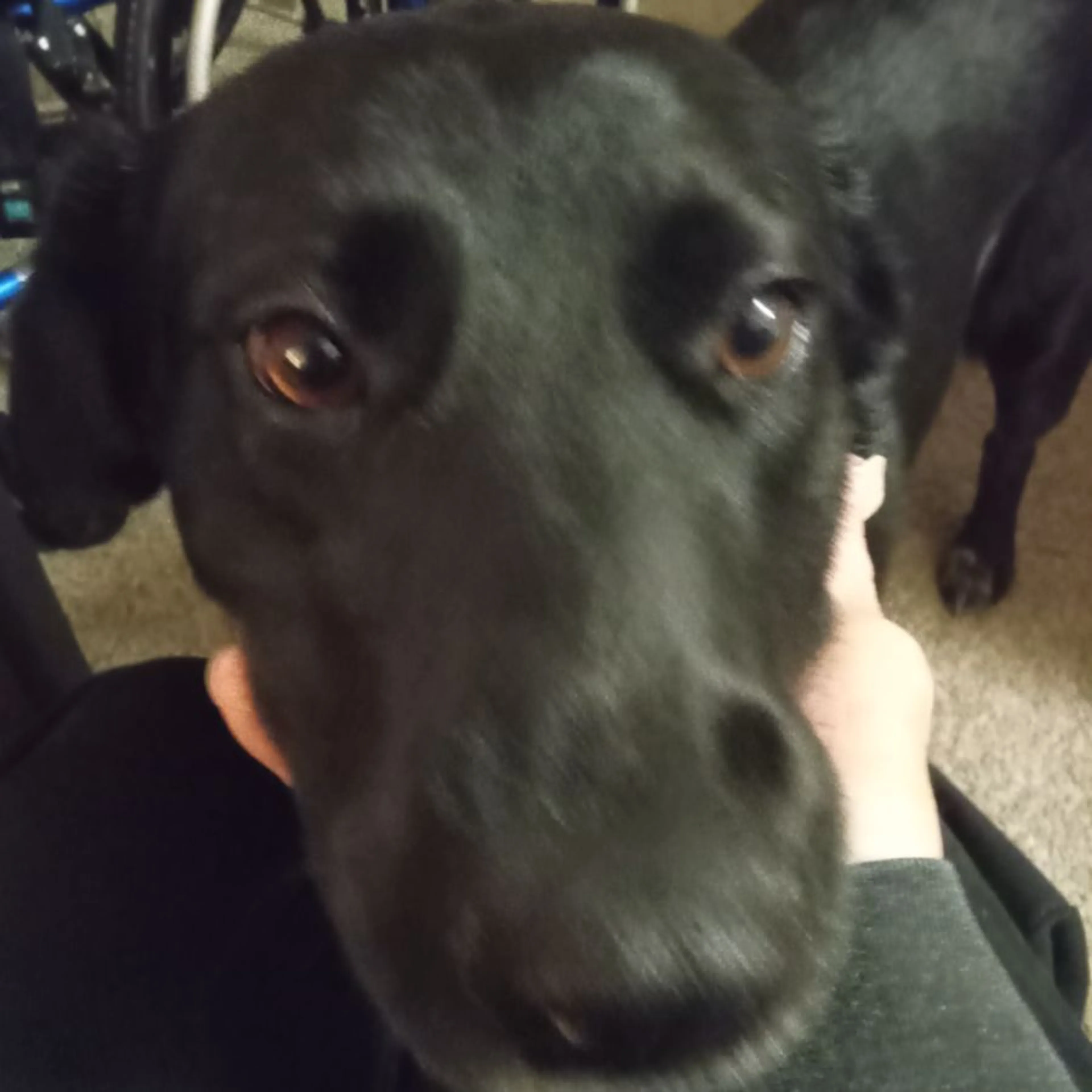 Found pet