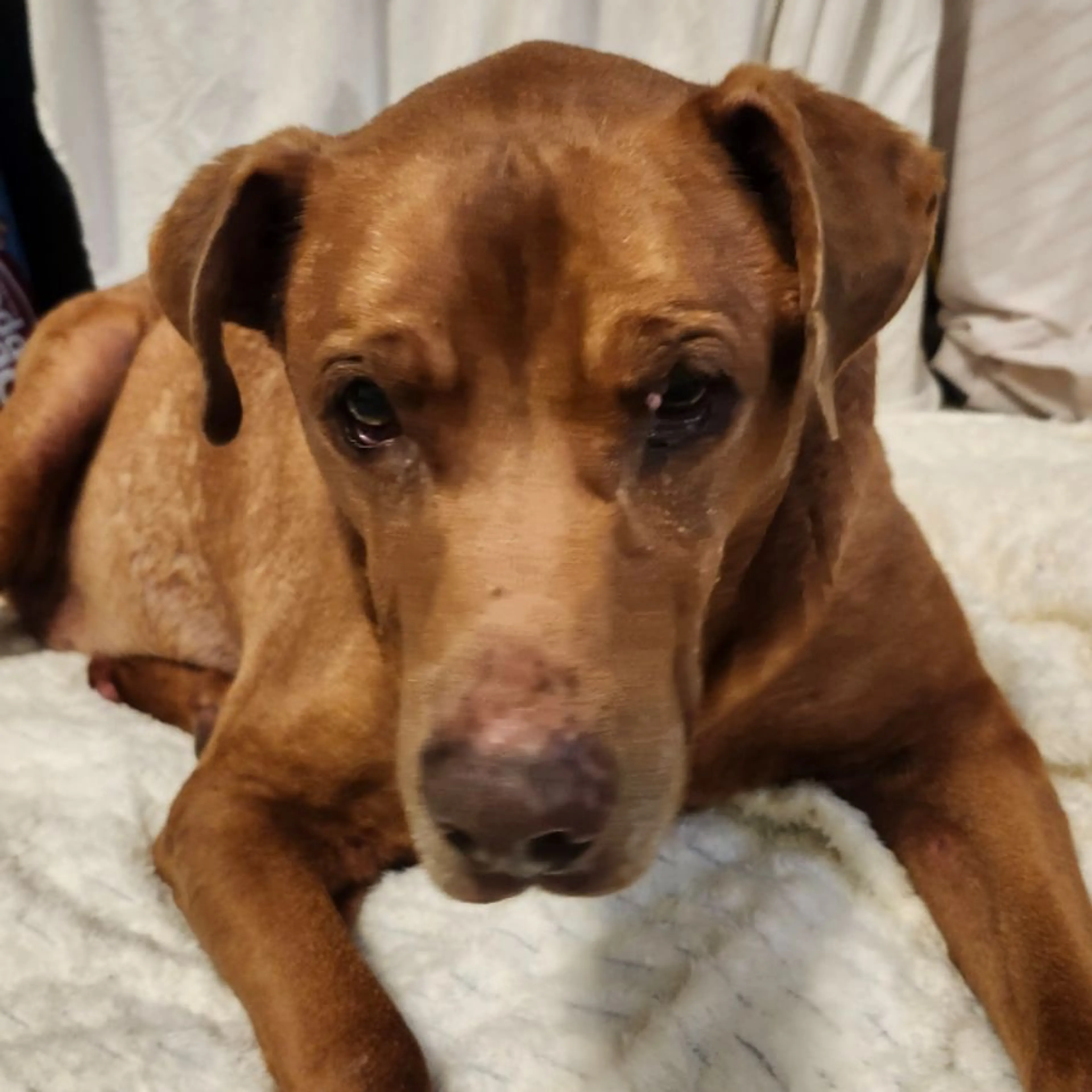 Found pet