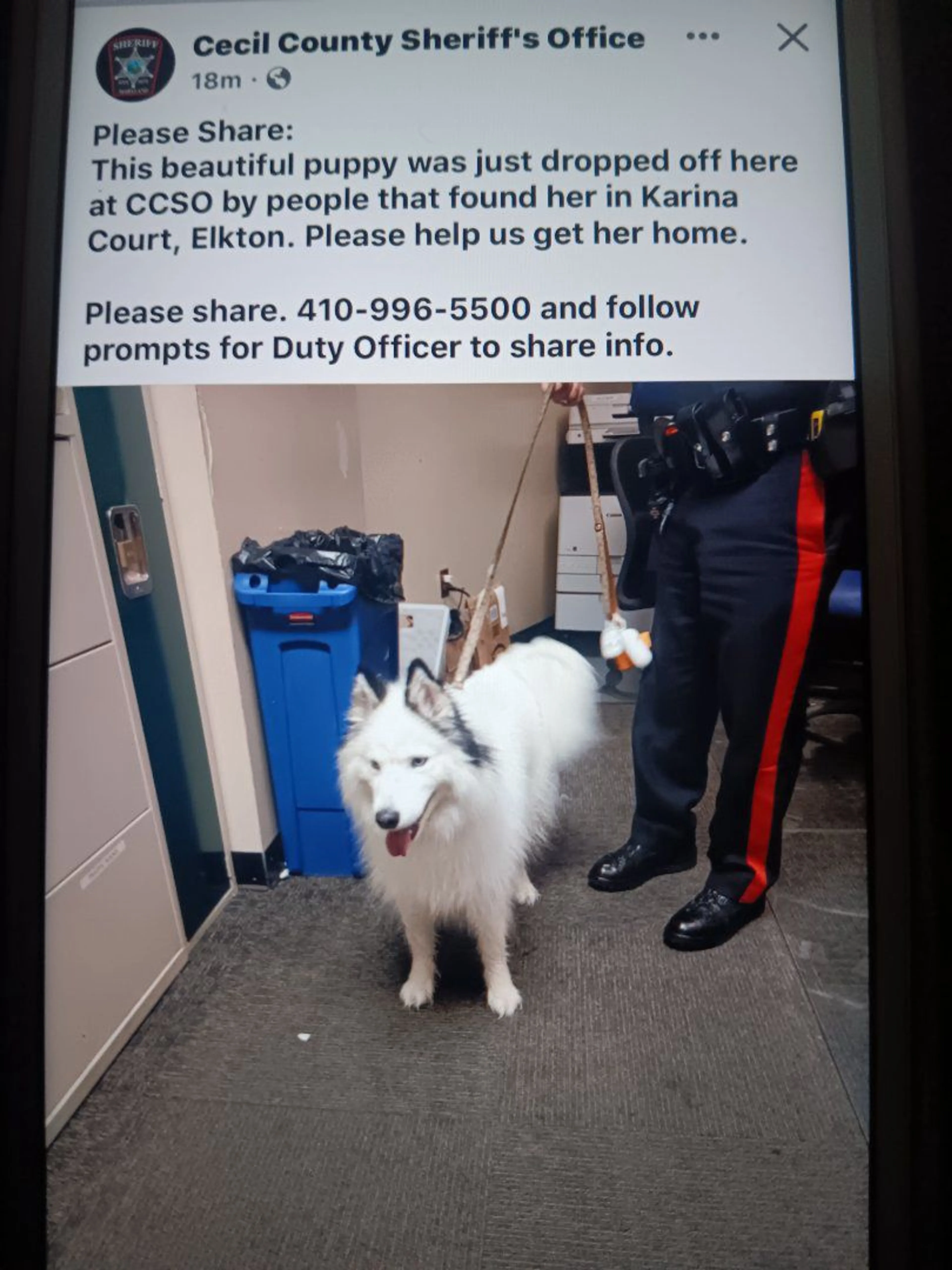 Lost pet-2