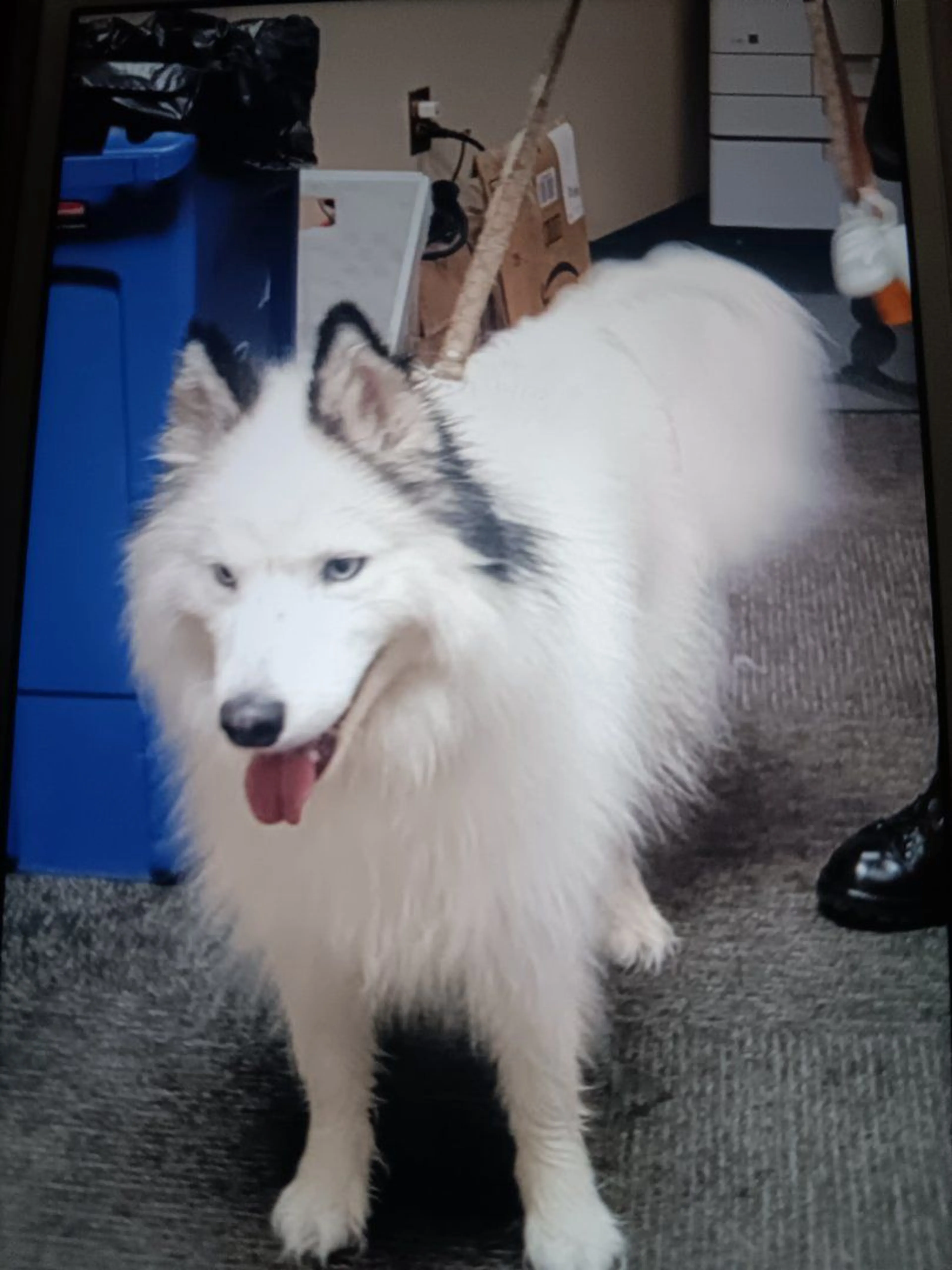 Lost pet-0
