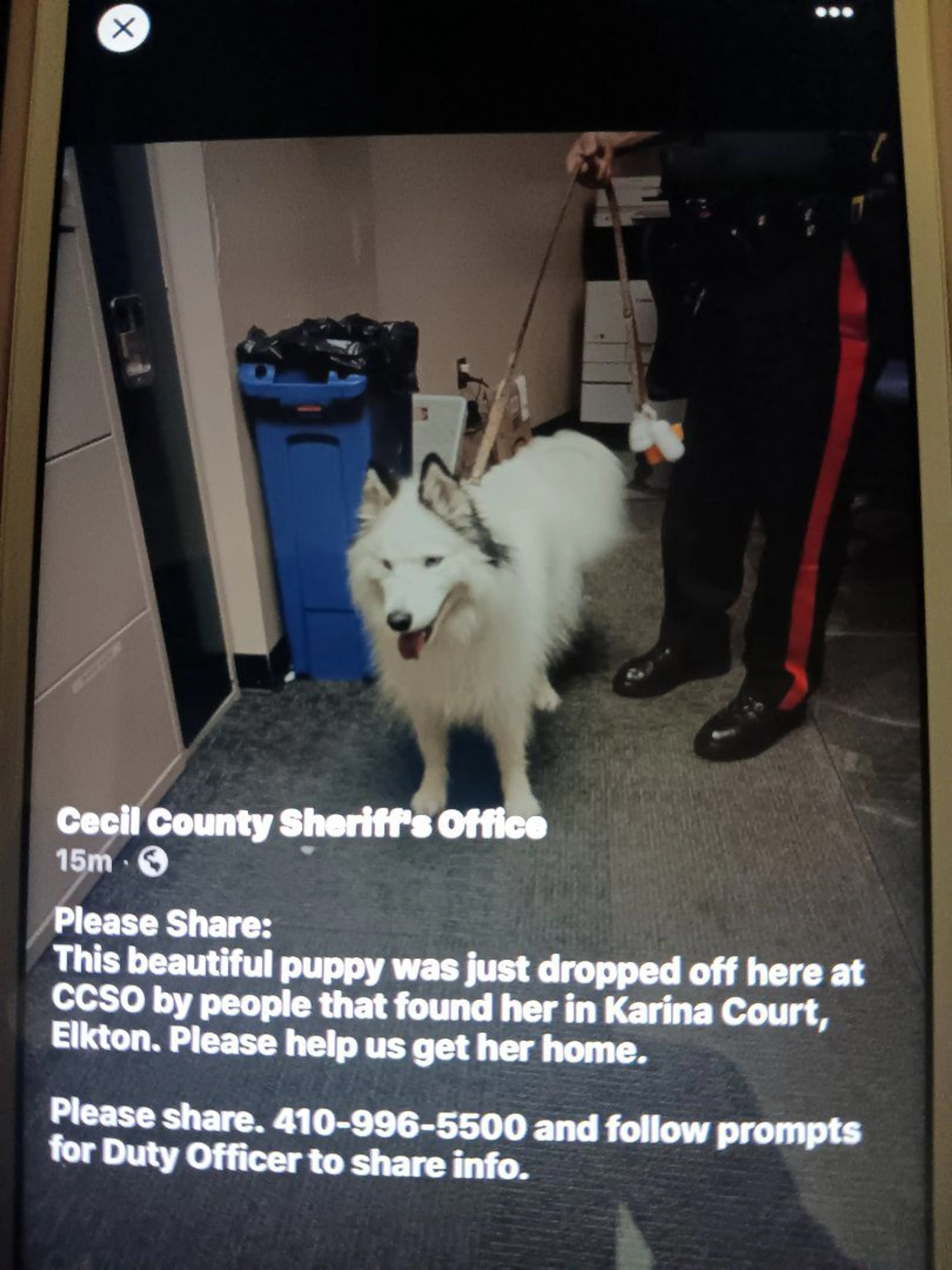 Lost pet-1