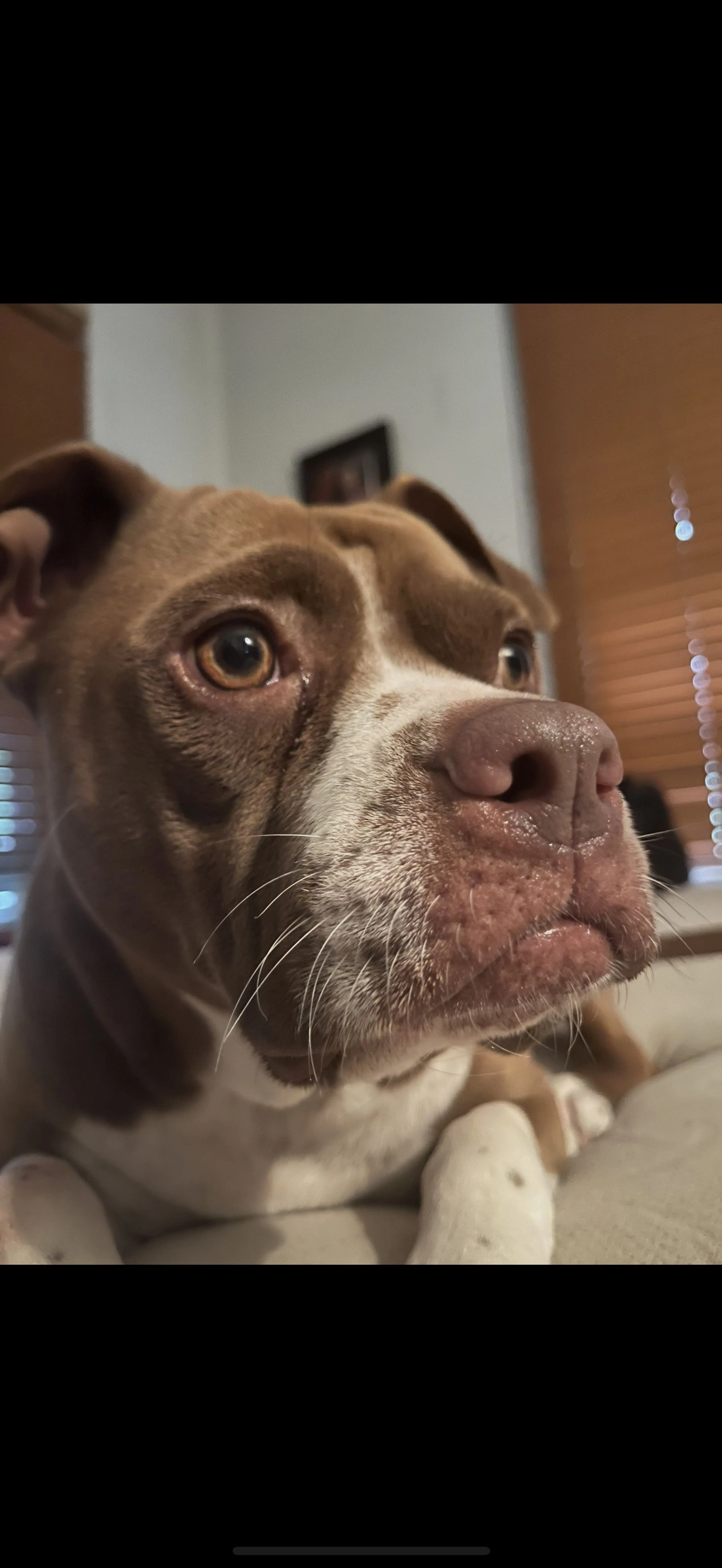 Lost pet-0