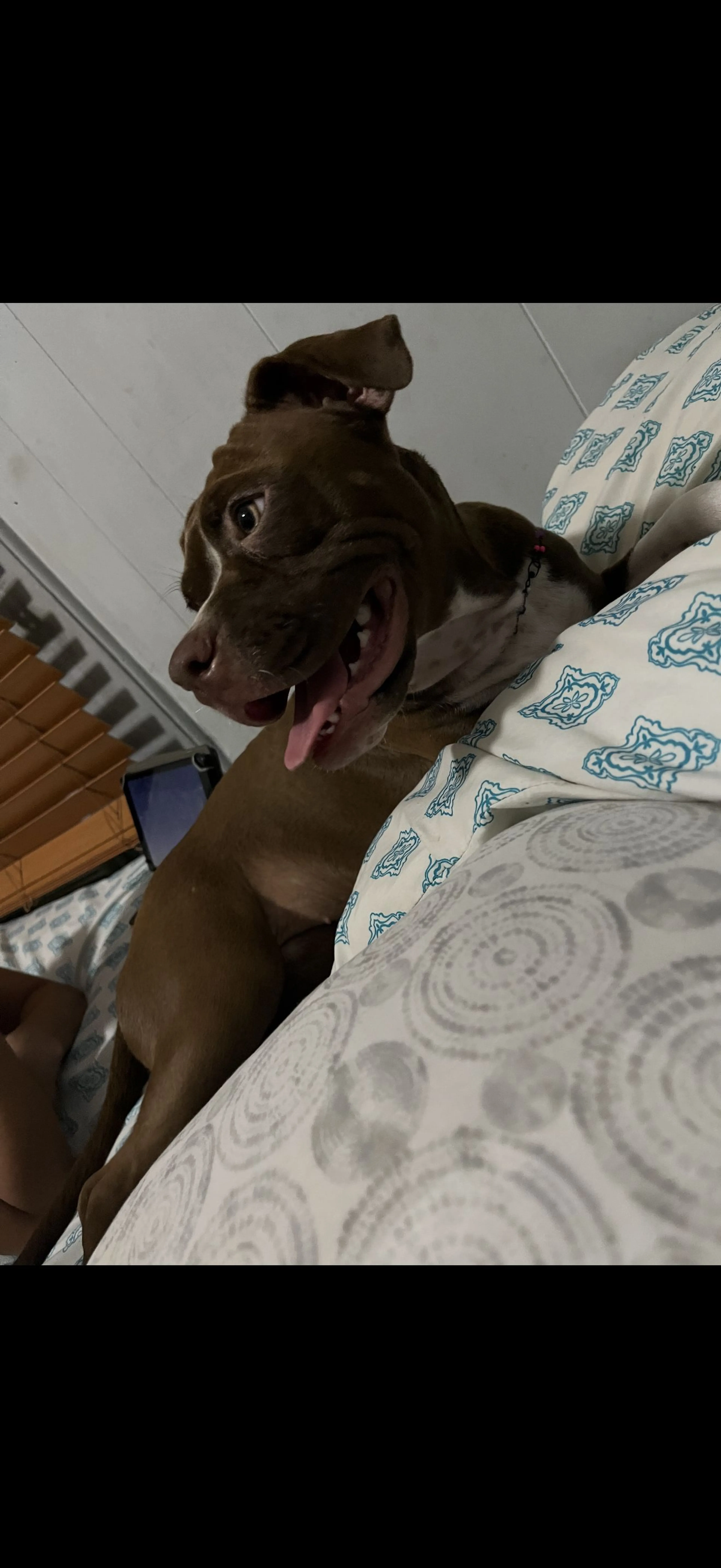 Lost pet-1