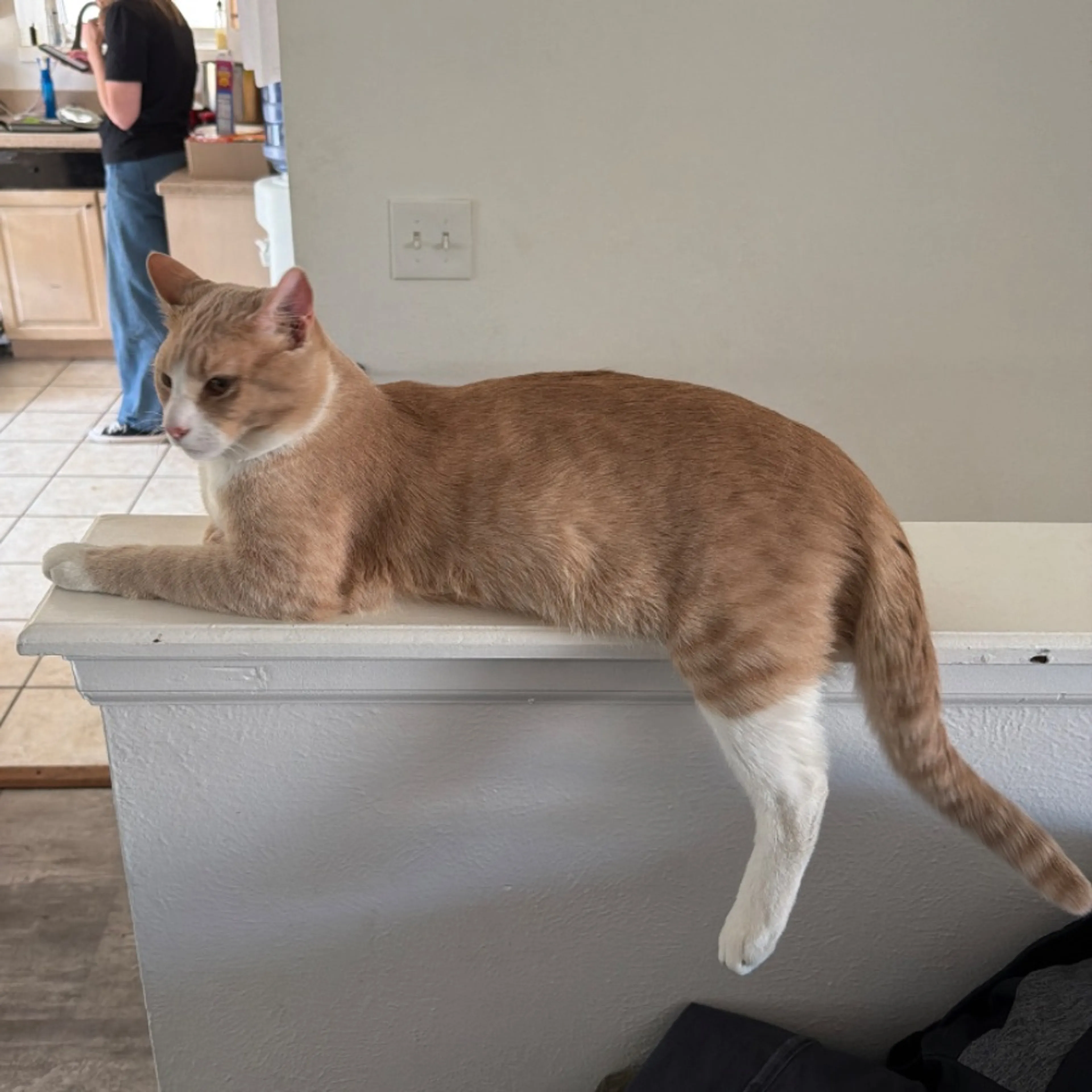 Lost pet