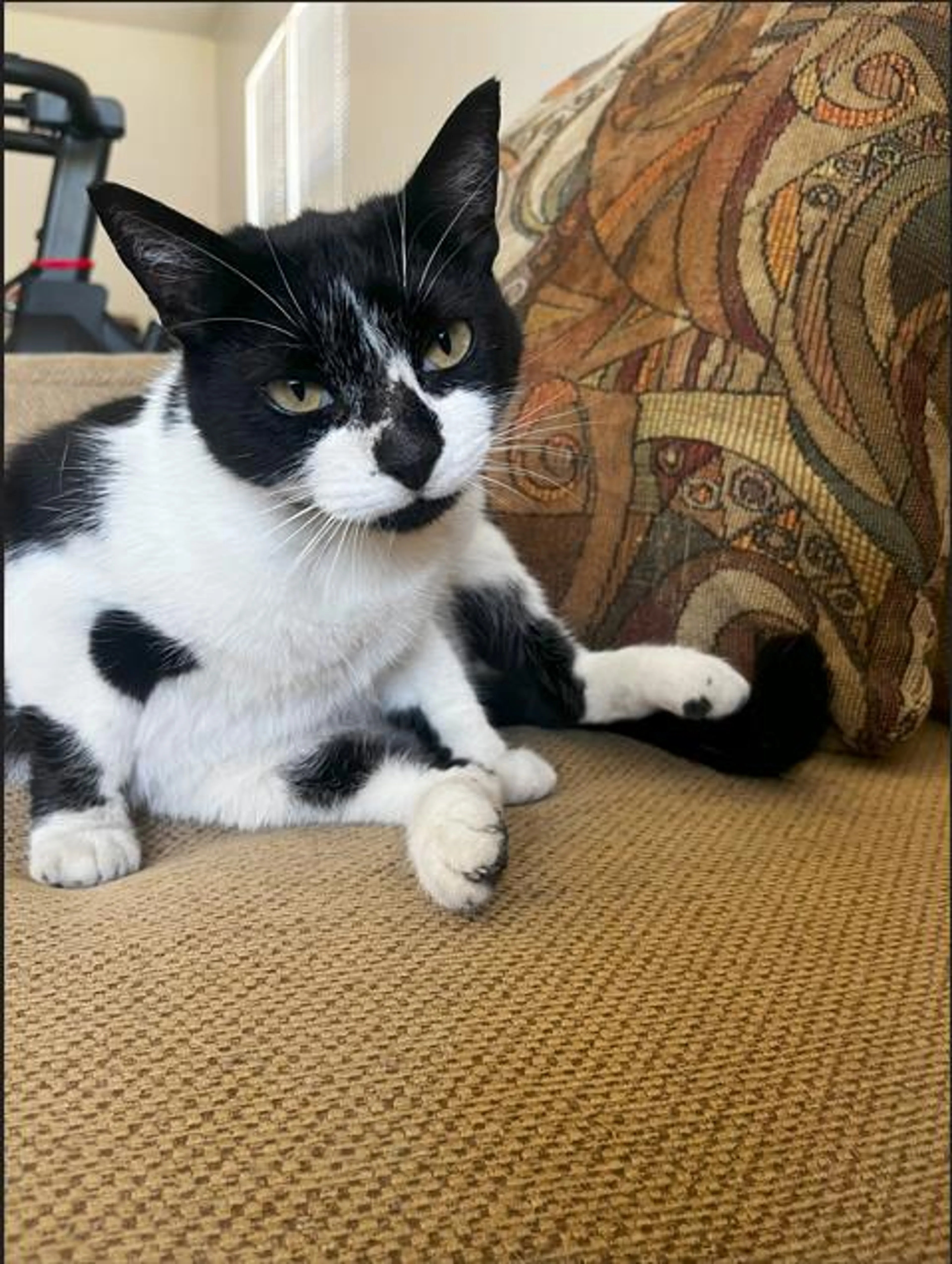 Found pet