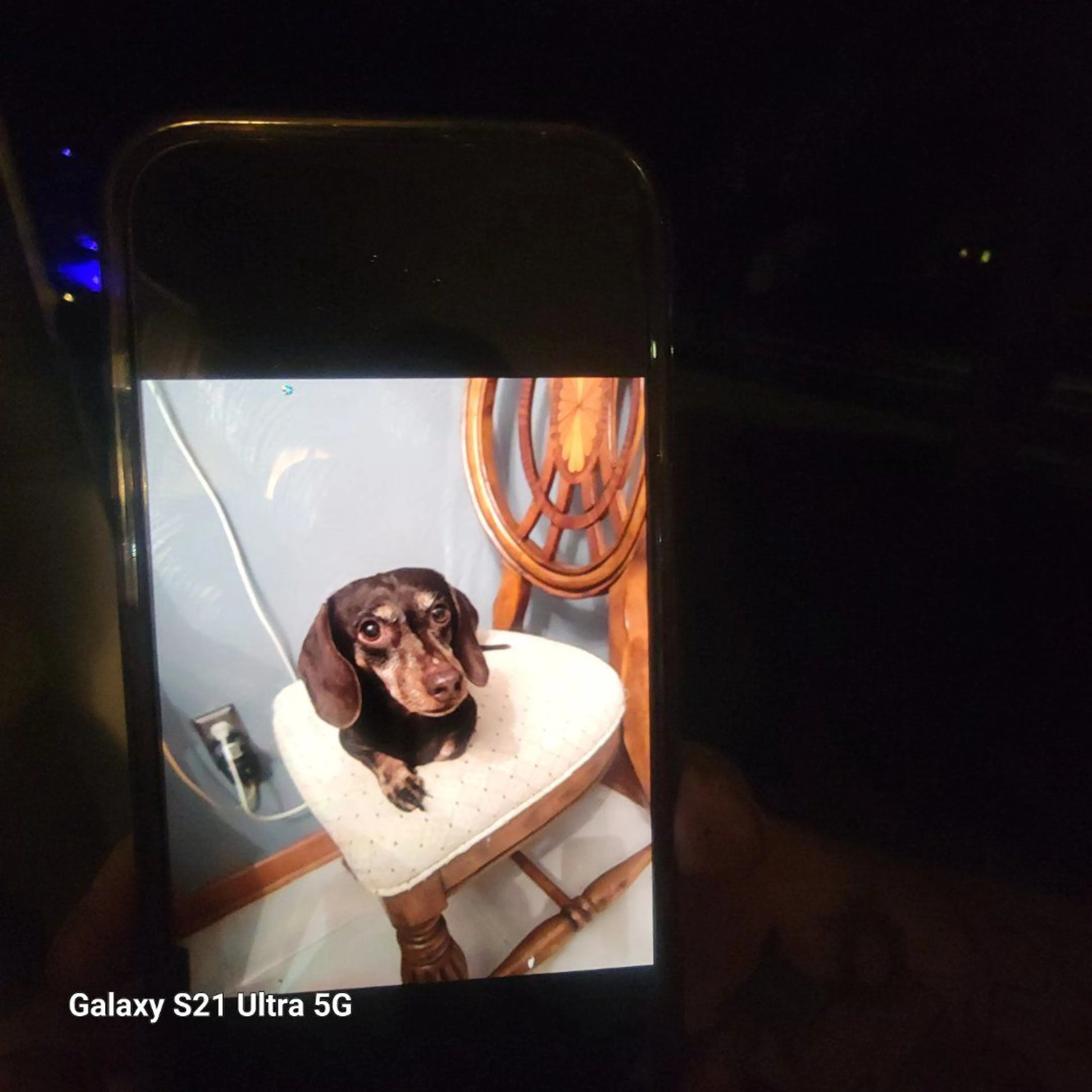 Lost pet