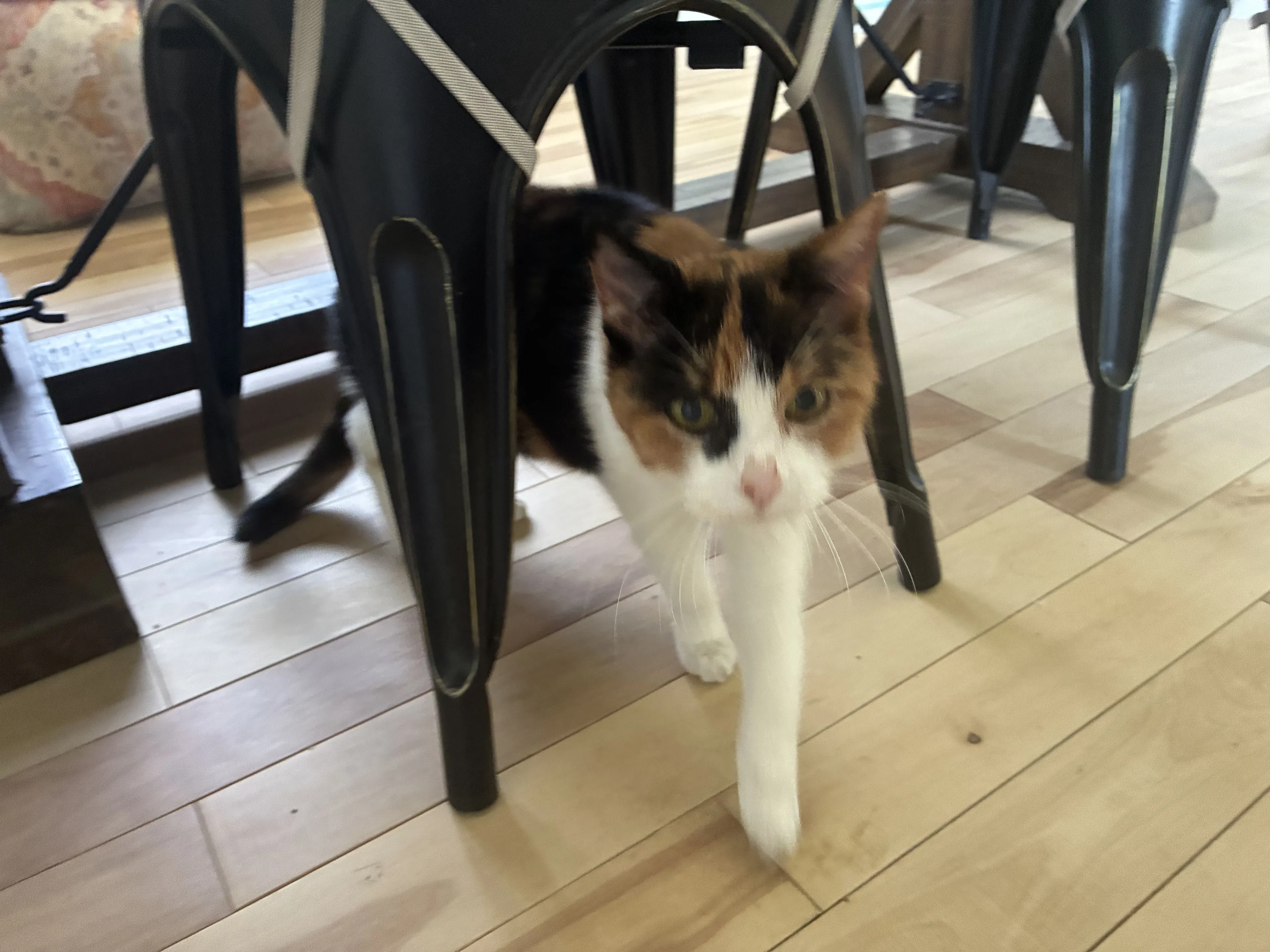 Lost pet-0