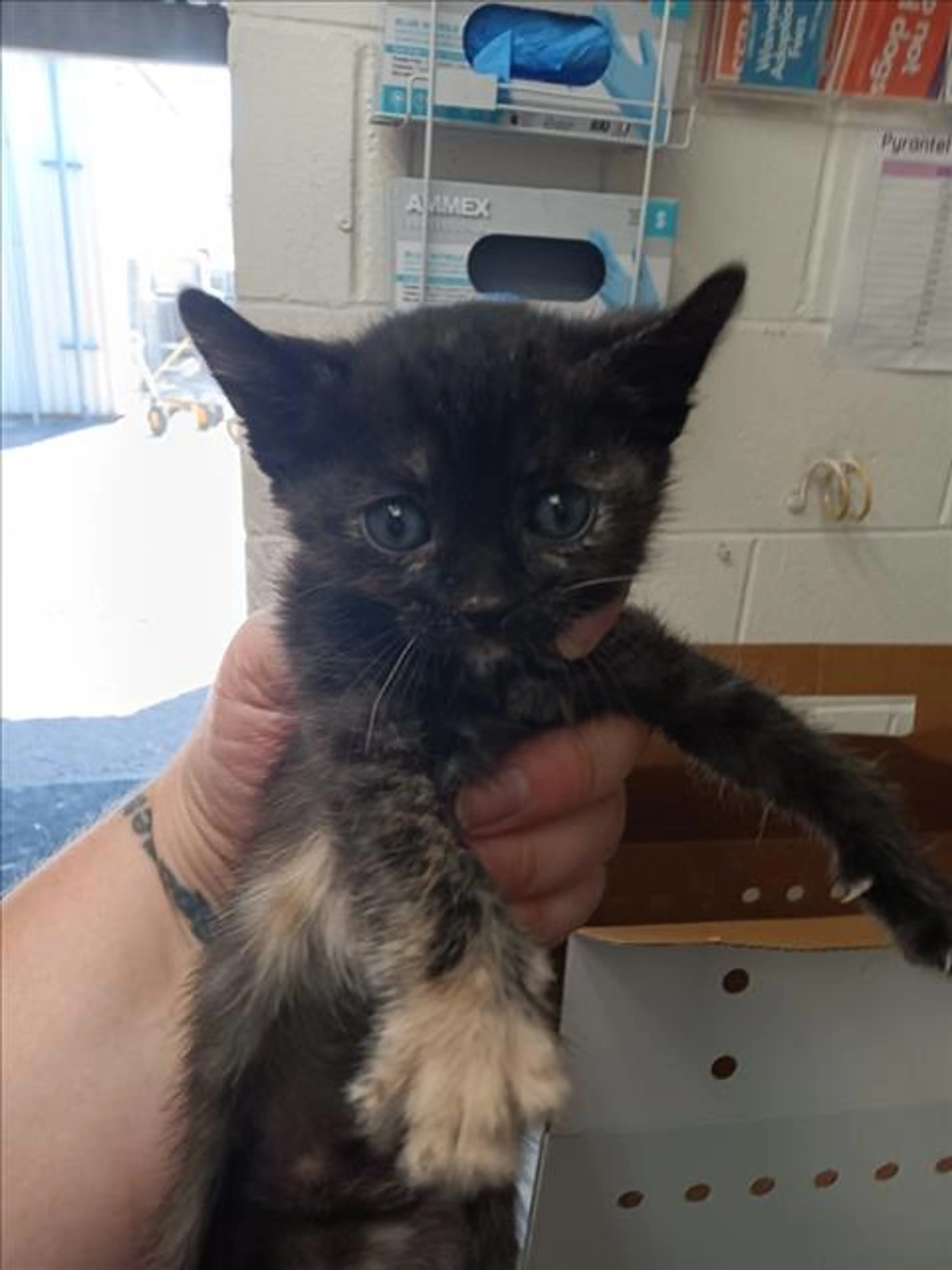 Found pet