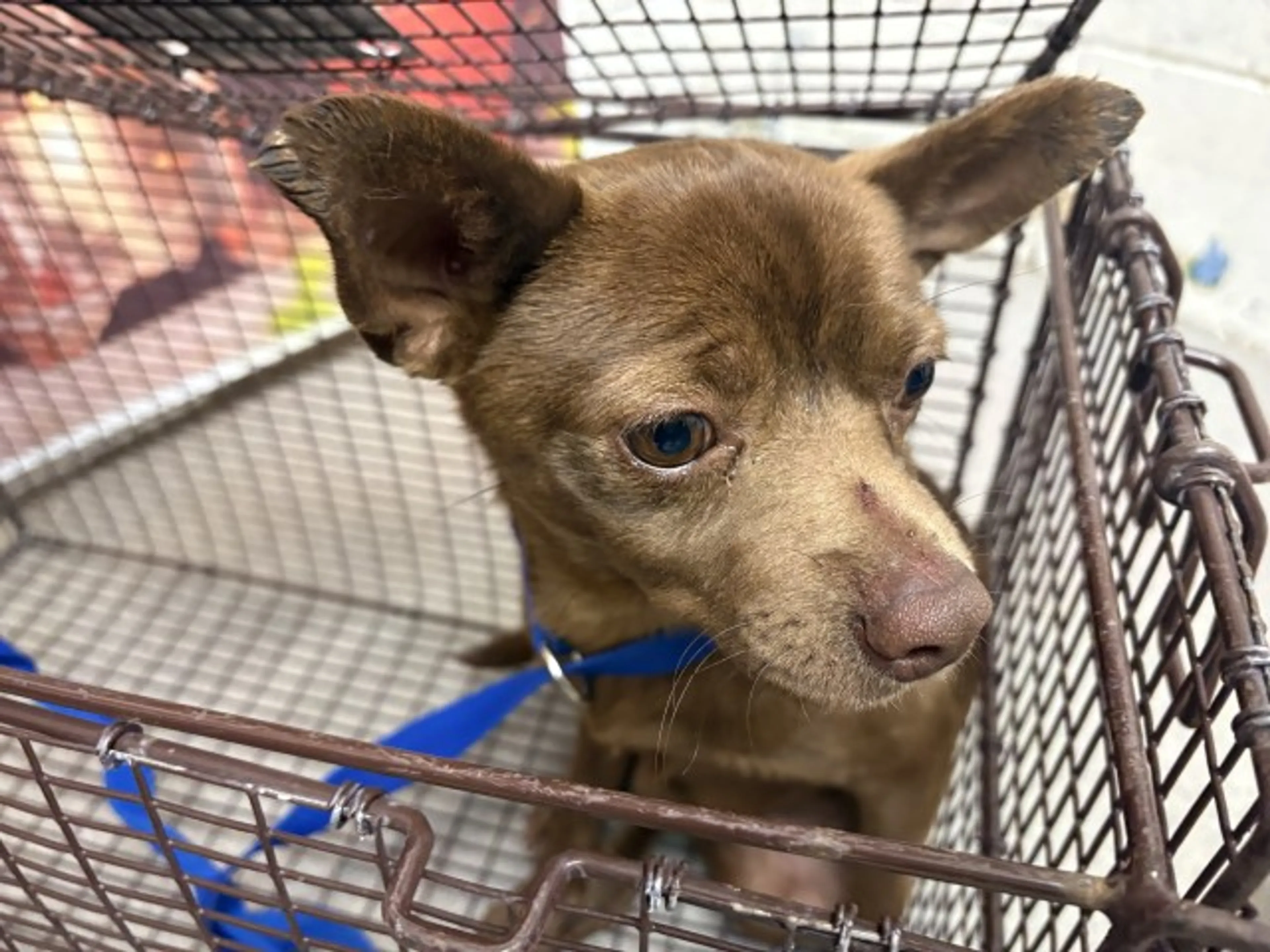 Found pet
