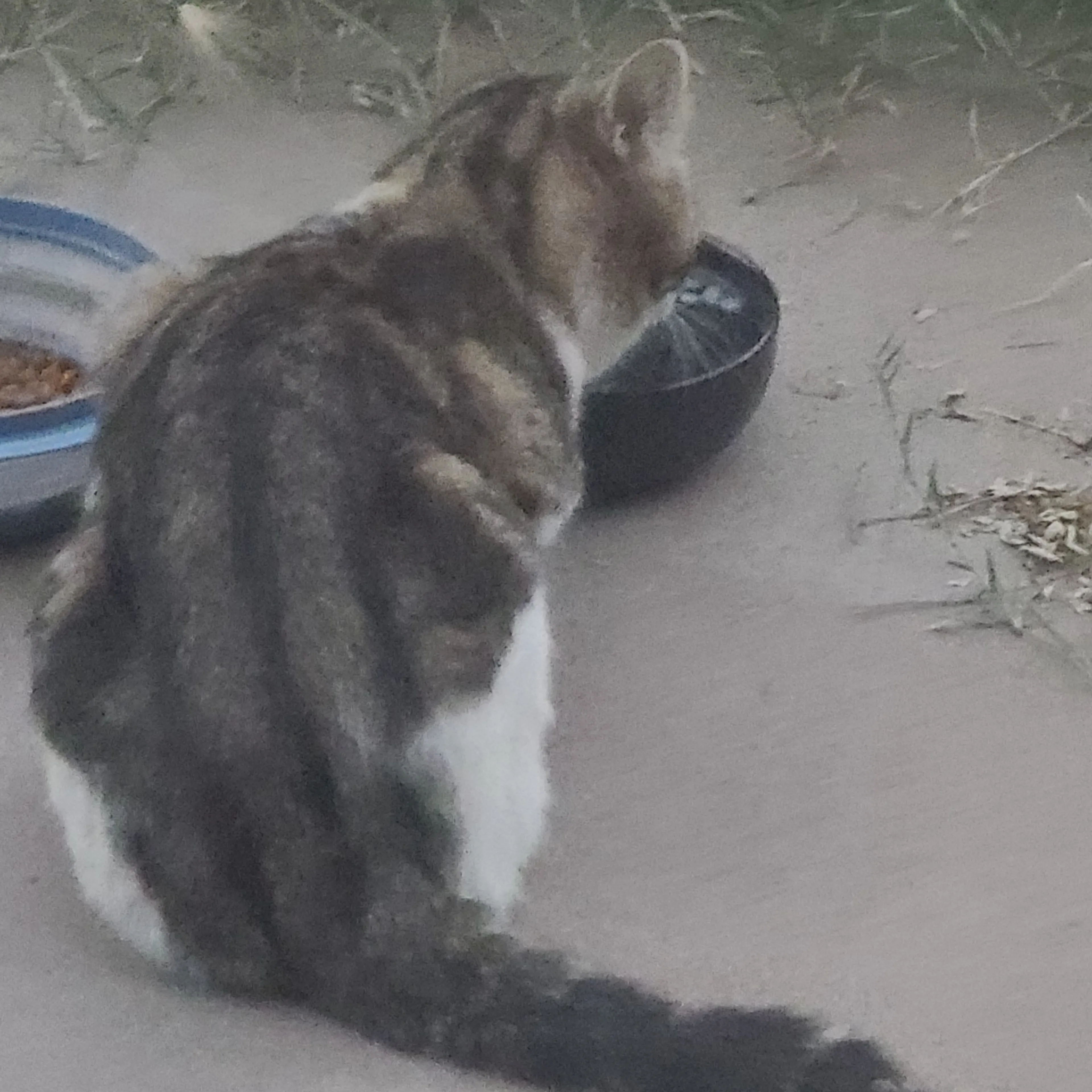 Found pet-2