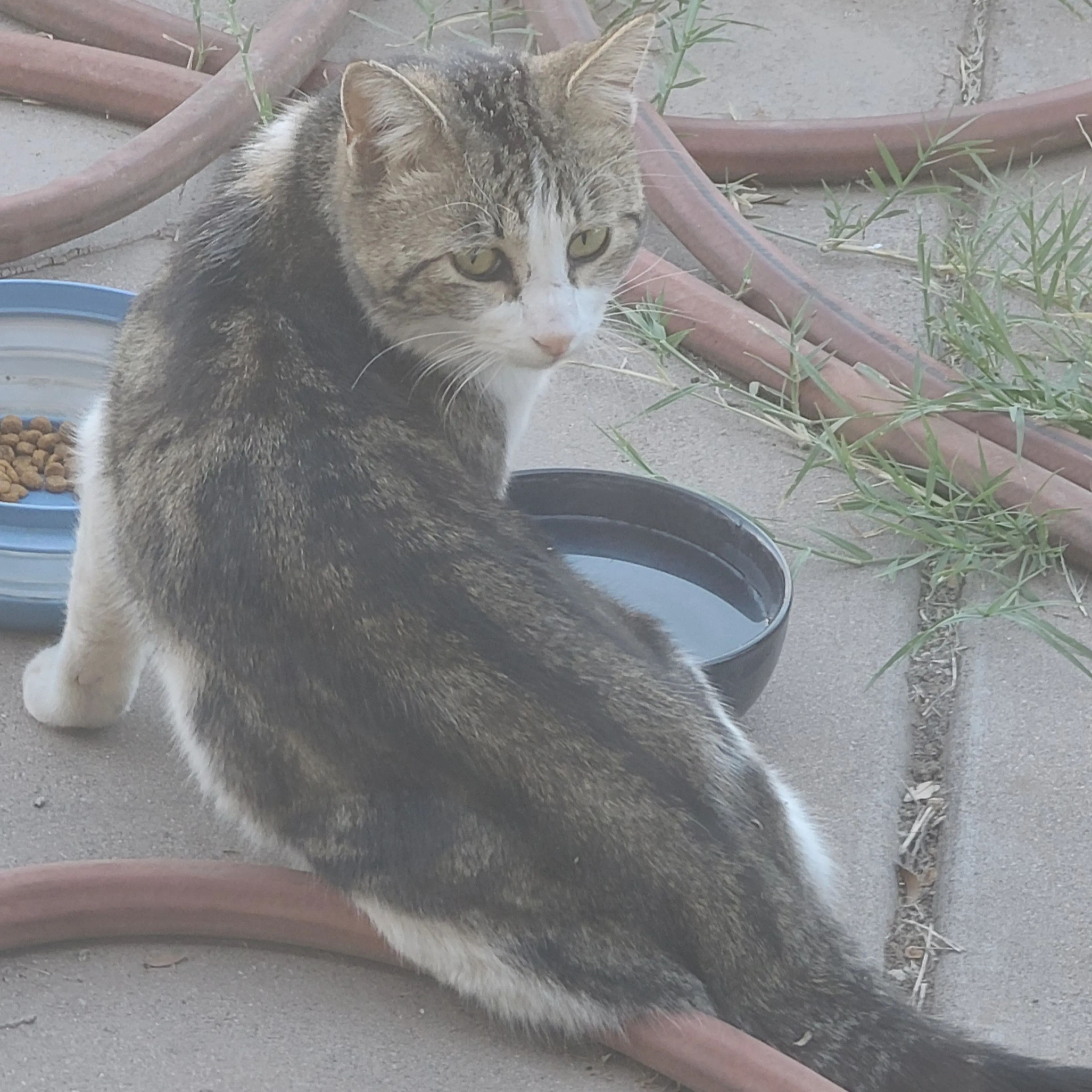 Found pet-1